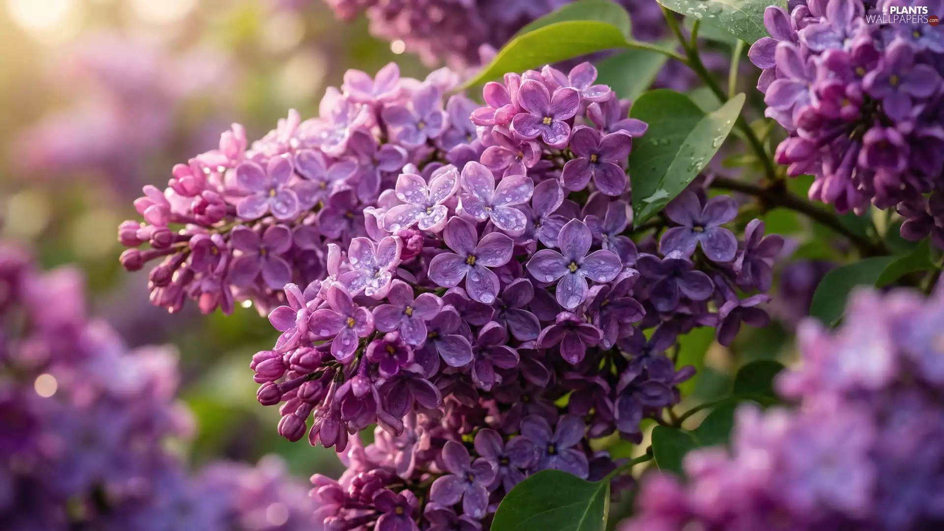 Syringa, drops, Light violet, without, flower