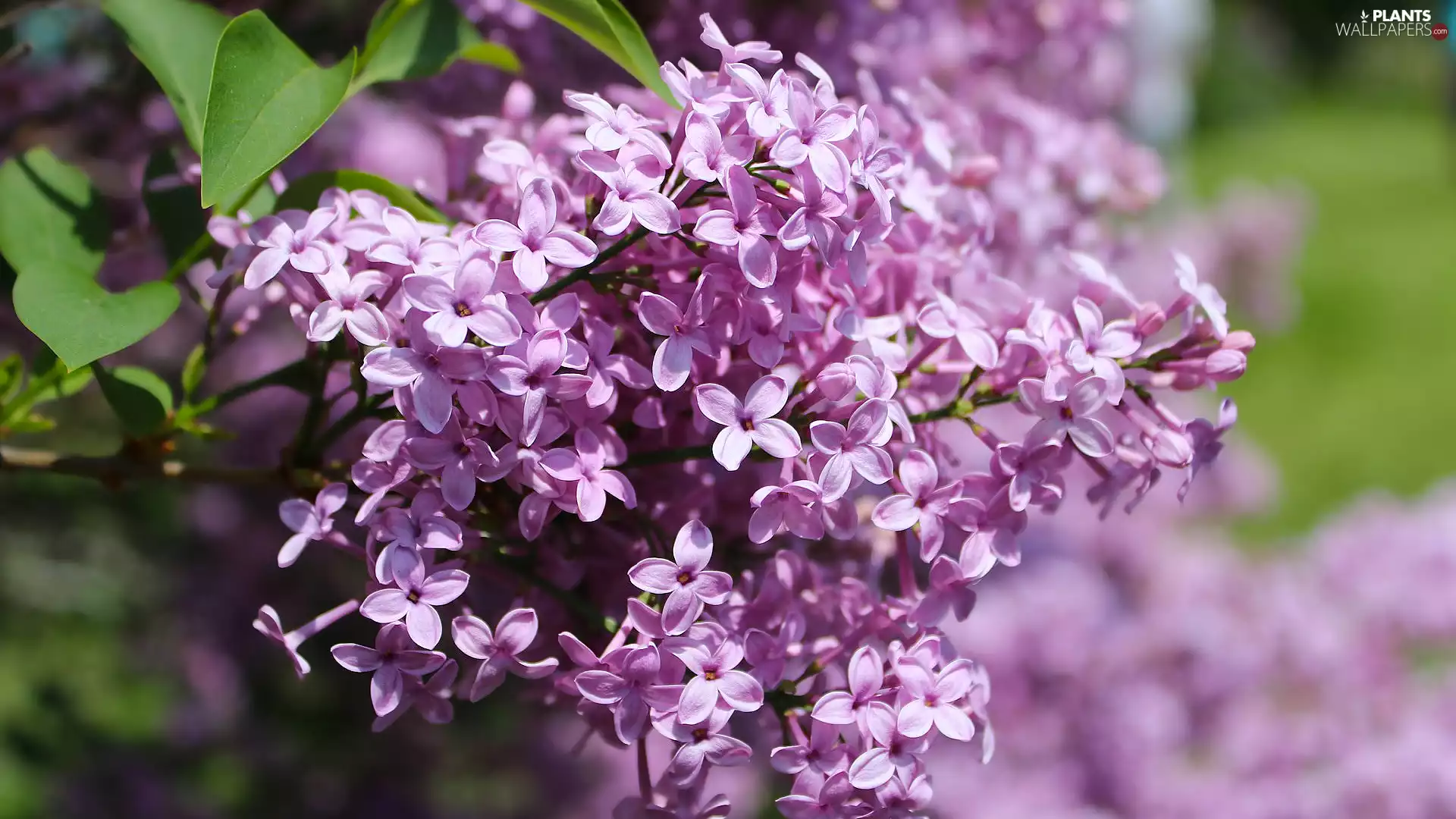 Syringa, rapprochement, Light violet, without, flower