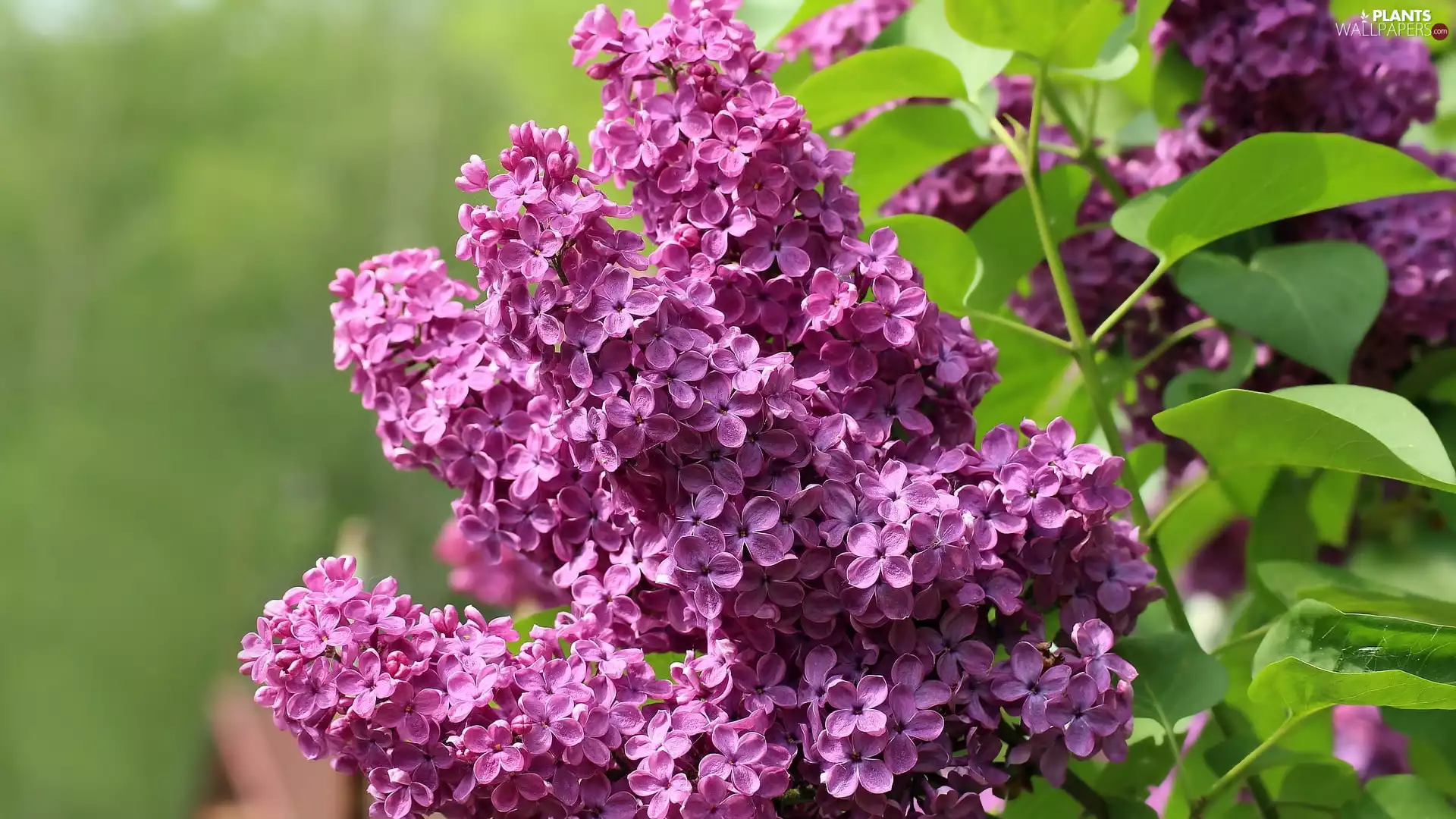 without, Leaf, Light violet, Syringa, flower