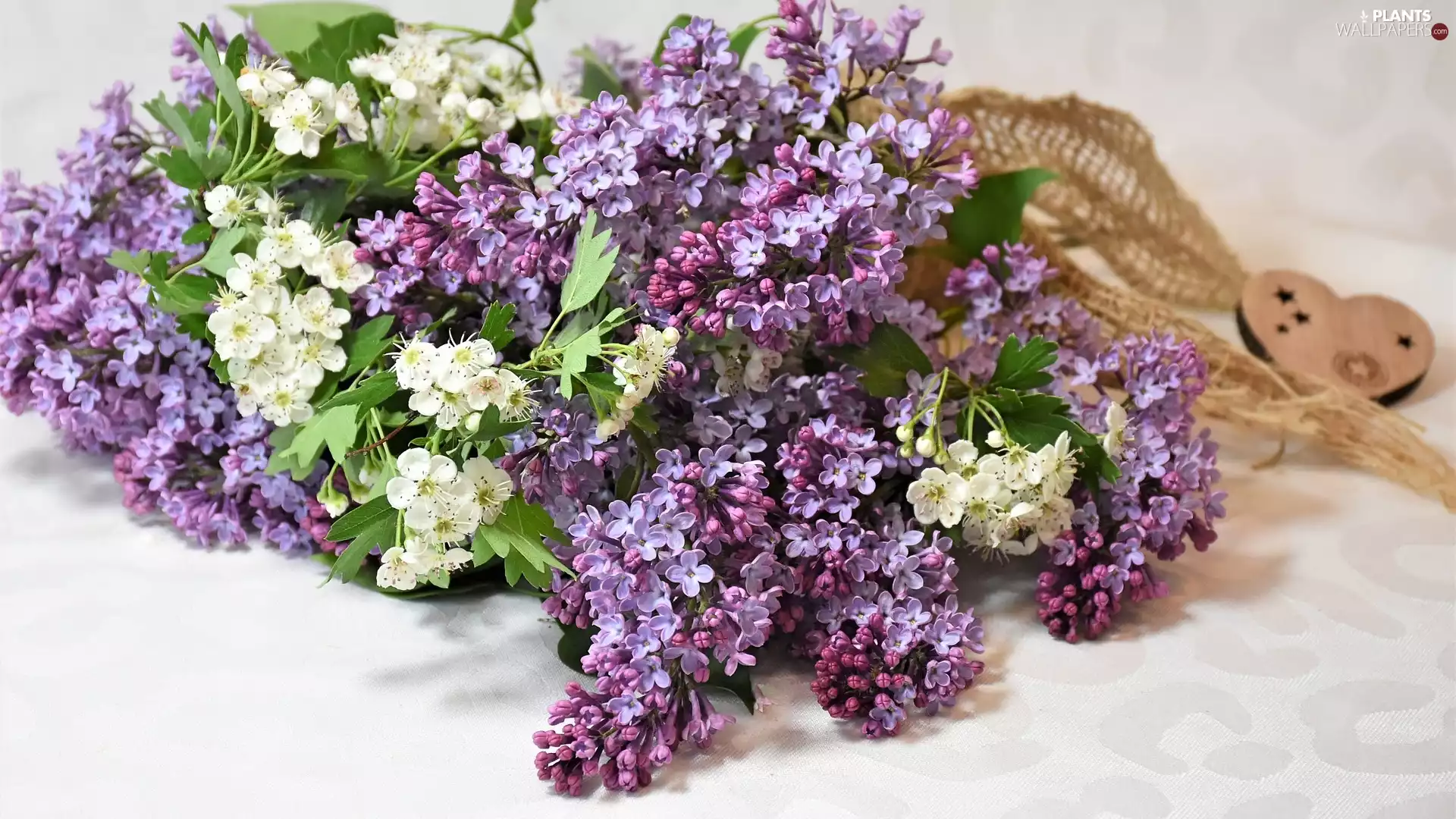 Flowers, without, Syringa, Violet