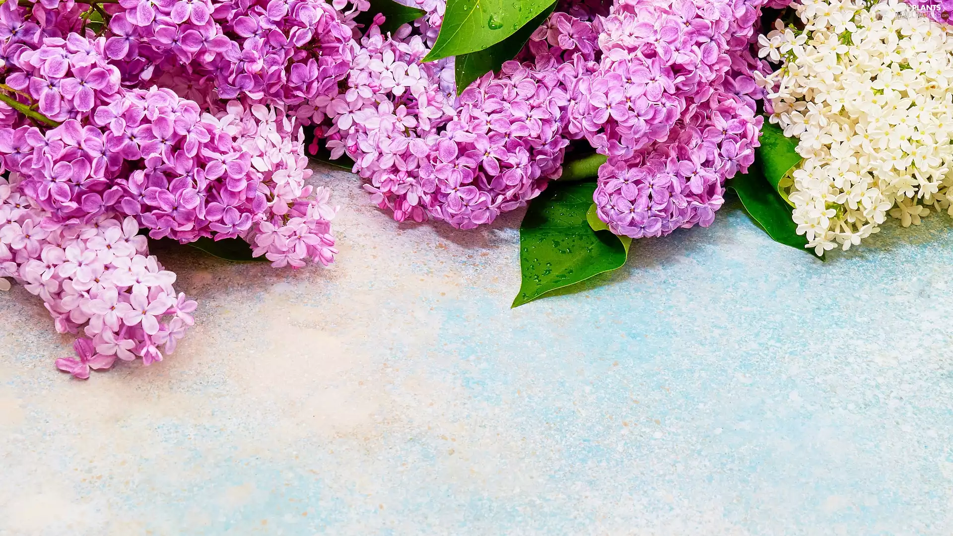 Violet, Flowers, White, without, Bright, background, Leaf, drops, Syringa