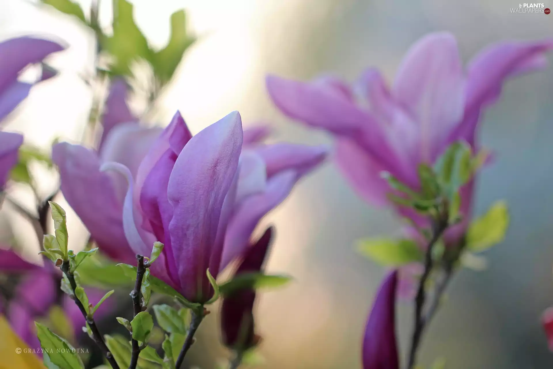 Magnolia, Bush, Flowers, Violet