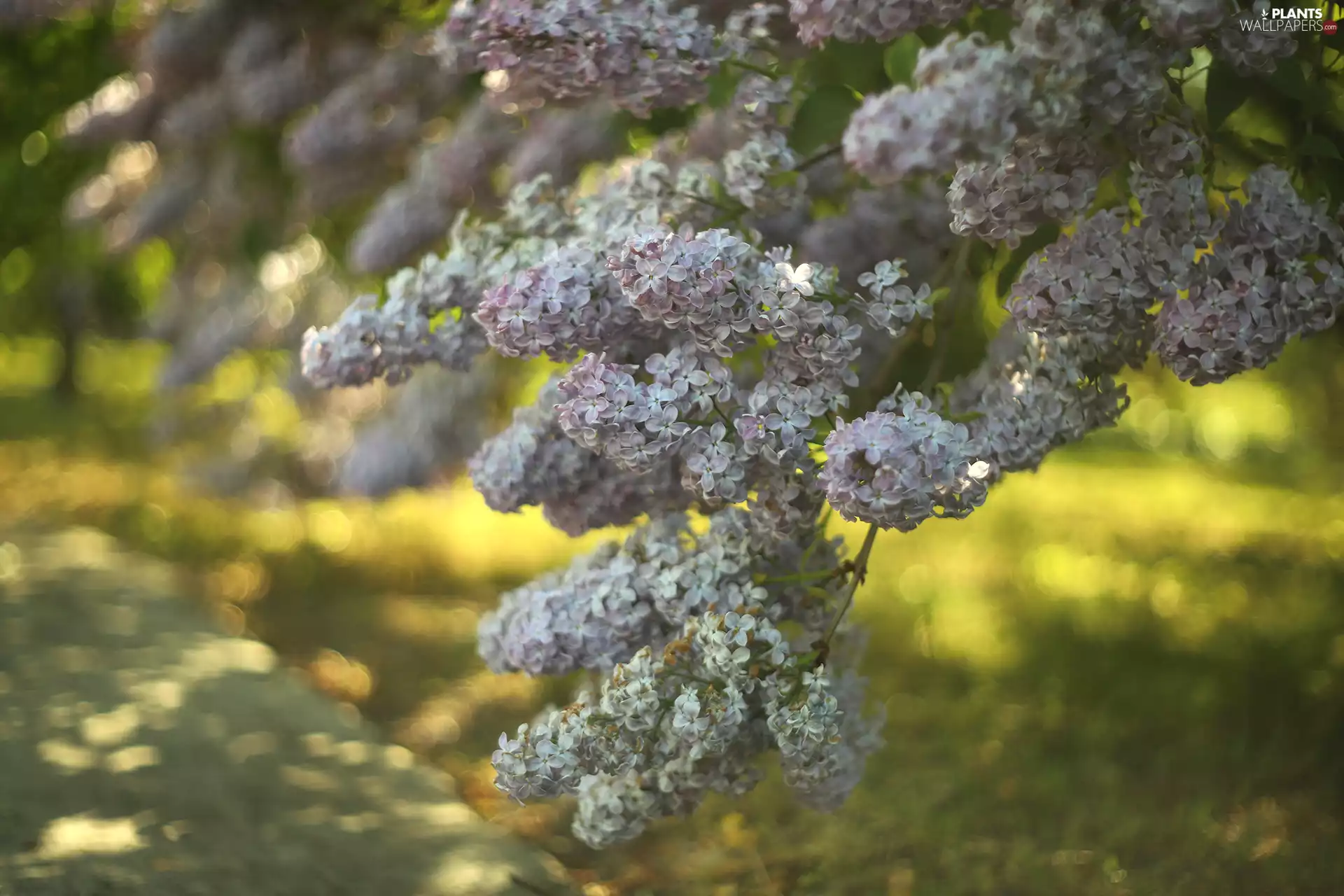 Twigs, without, Bush, Violet