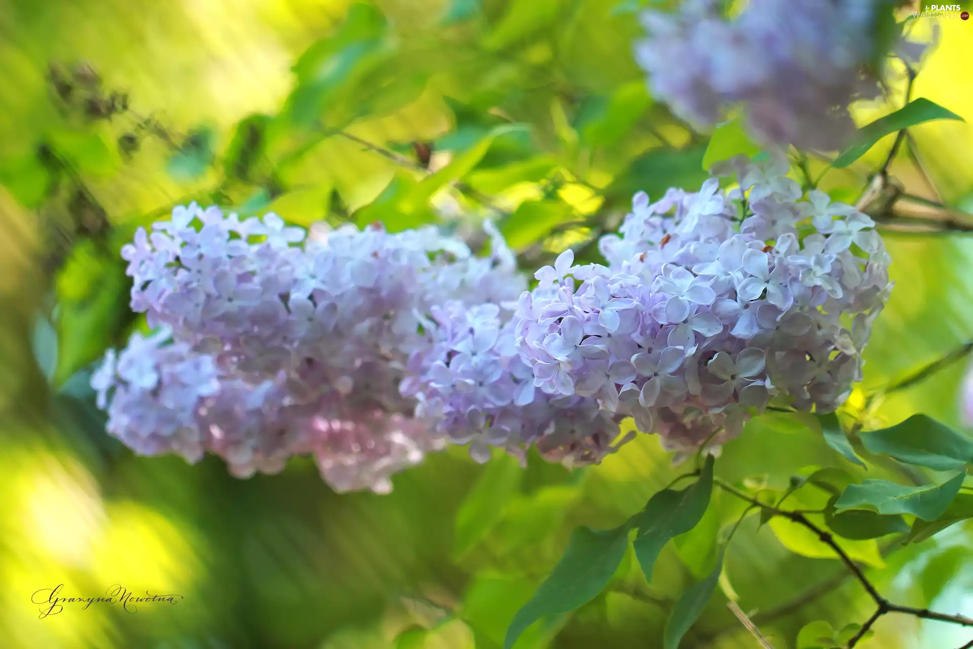 without, Flowers, Bush, Violet