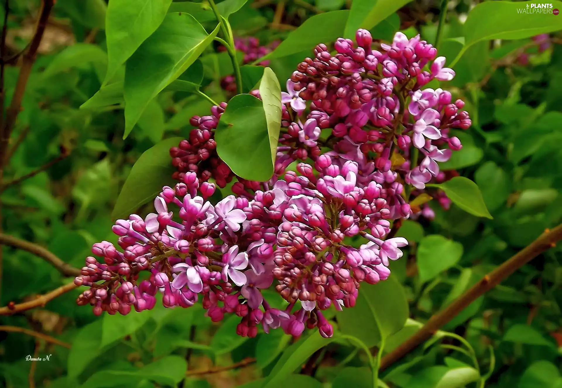 without, twig, Leaf, Violet