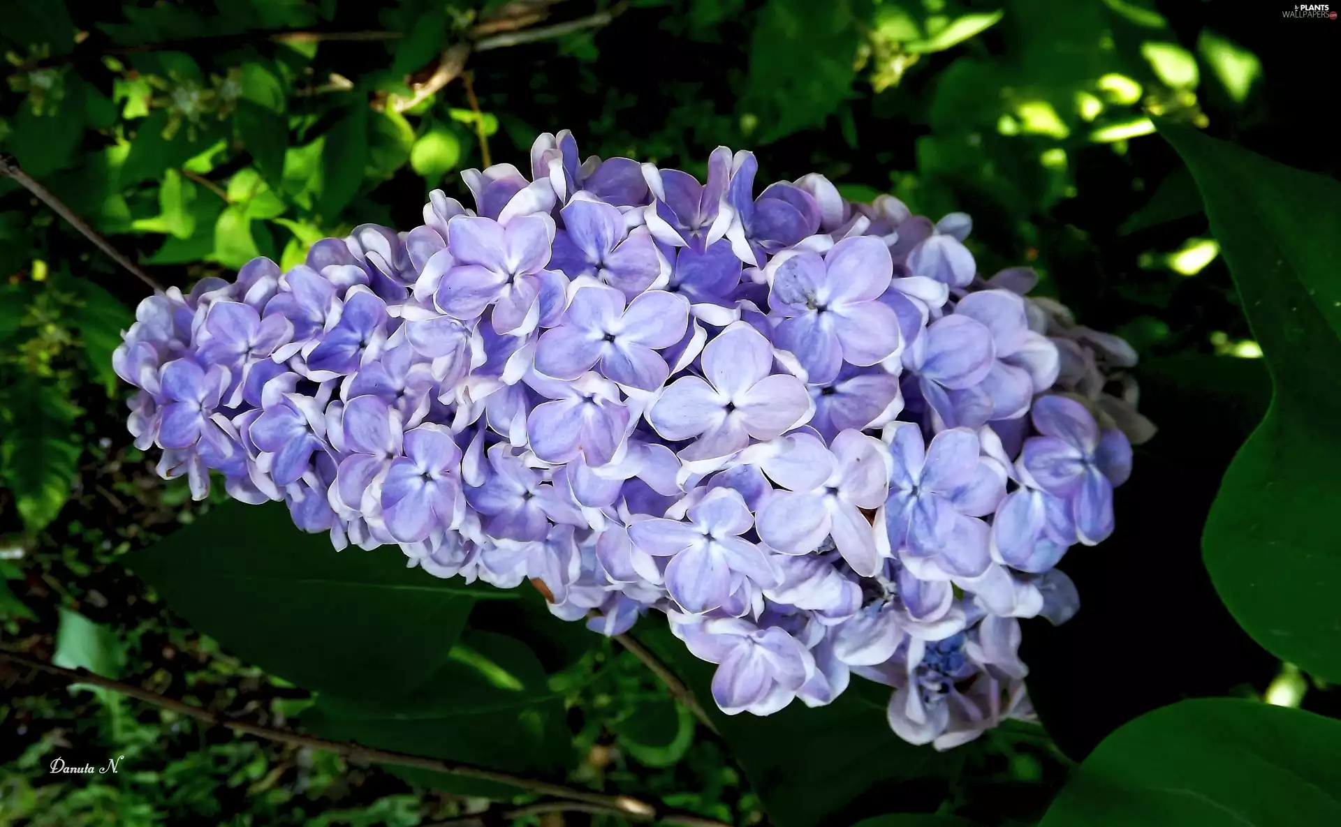 without, twig, Leaf, Violet