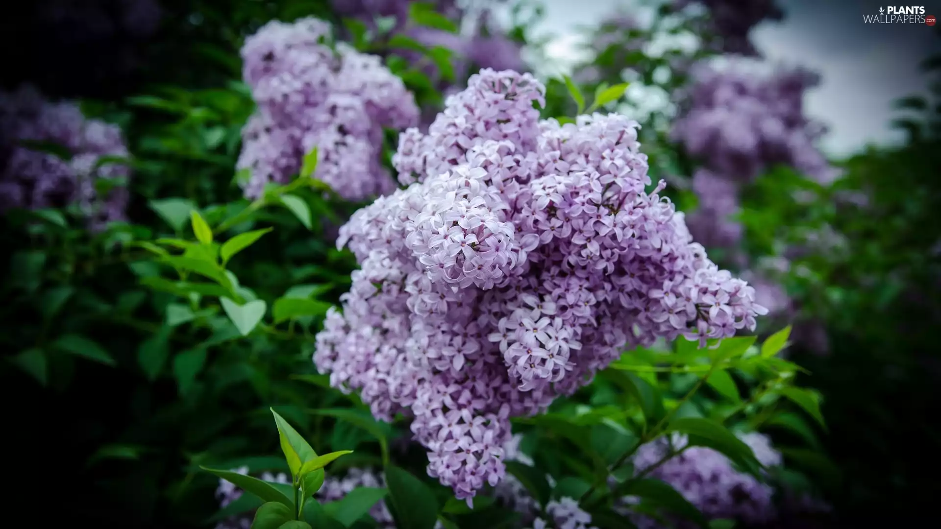 without, Bush, Light violet