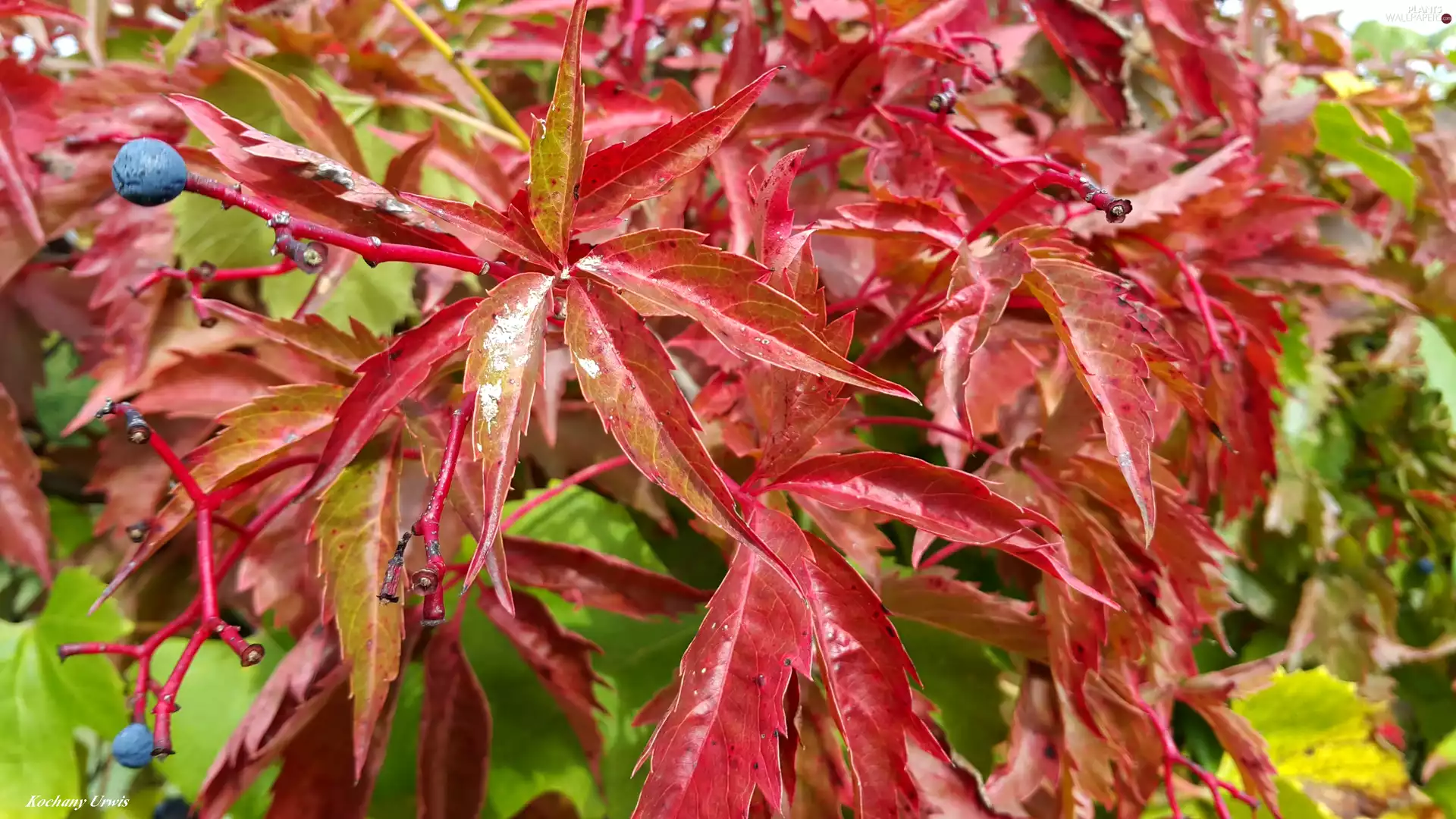 Red, Virginia Creeper, autumn, Leaf