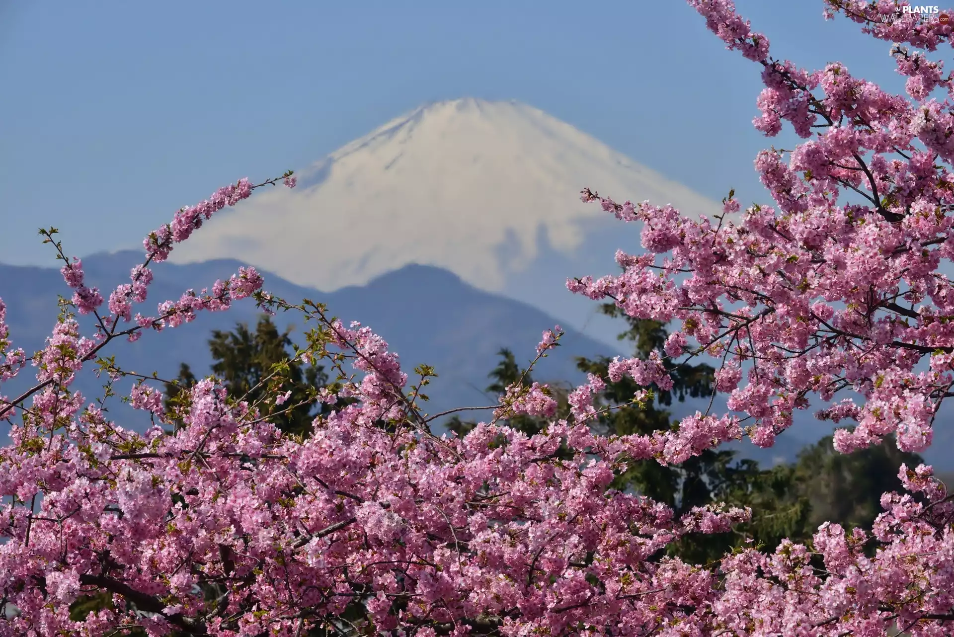 flourishing, mountains, Japan, volcano, Twigs, Fuji