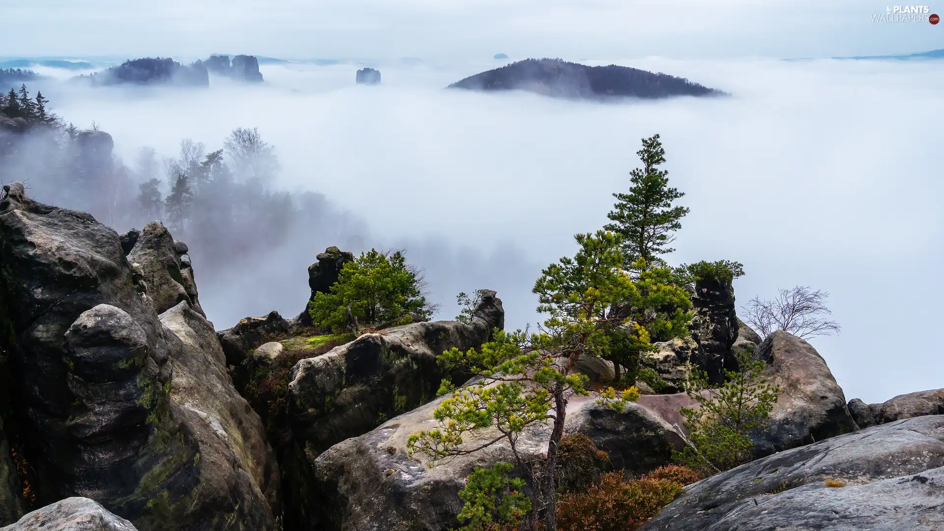 viewes, trees, forest, rocks, Saxony, Germany, Děčínská vrchovina, Saxon Switzerland National Park, Fog