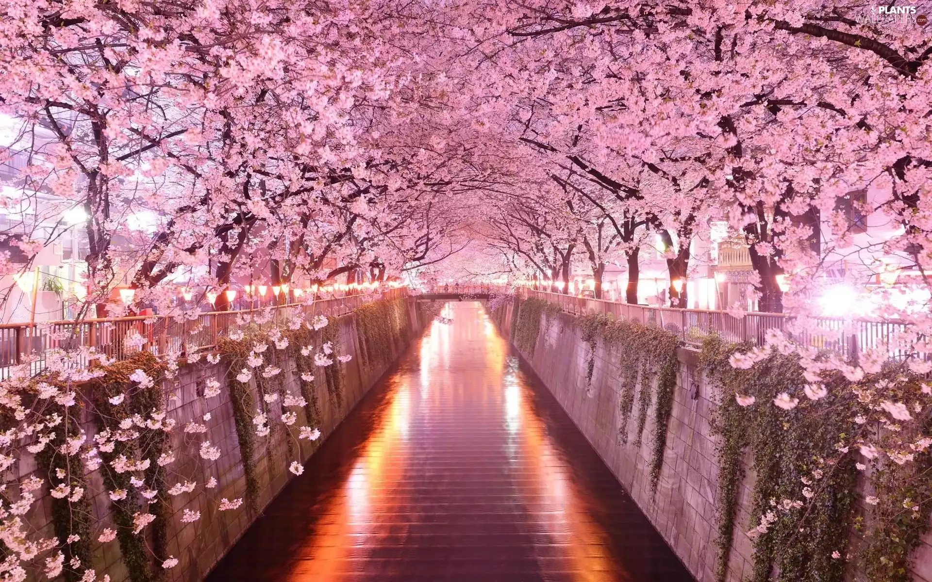 wall, fence, cherry, light, Fruit Trees, canal, River, flourishing