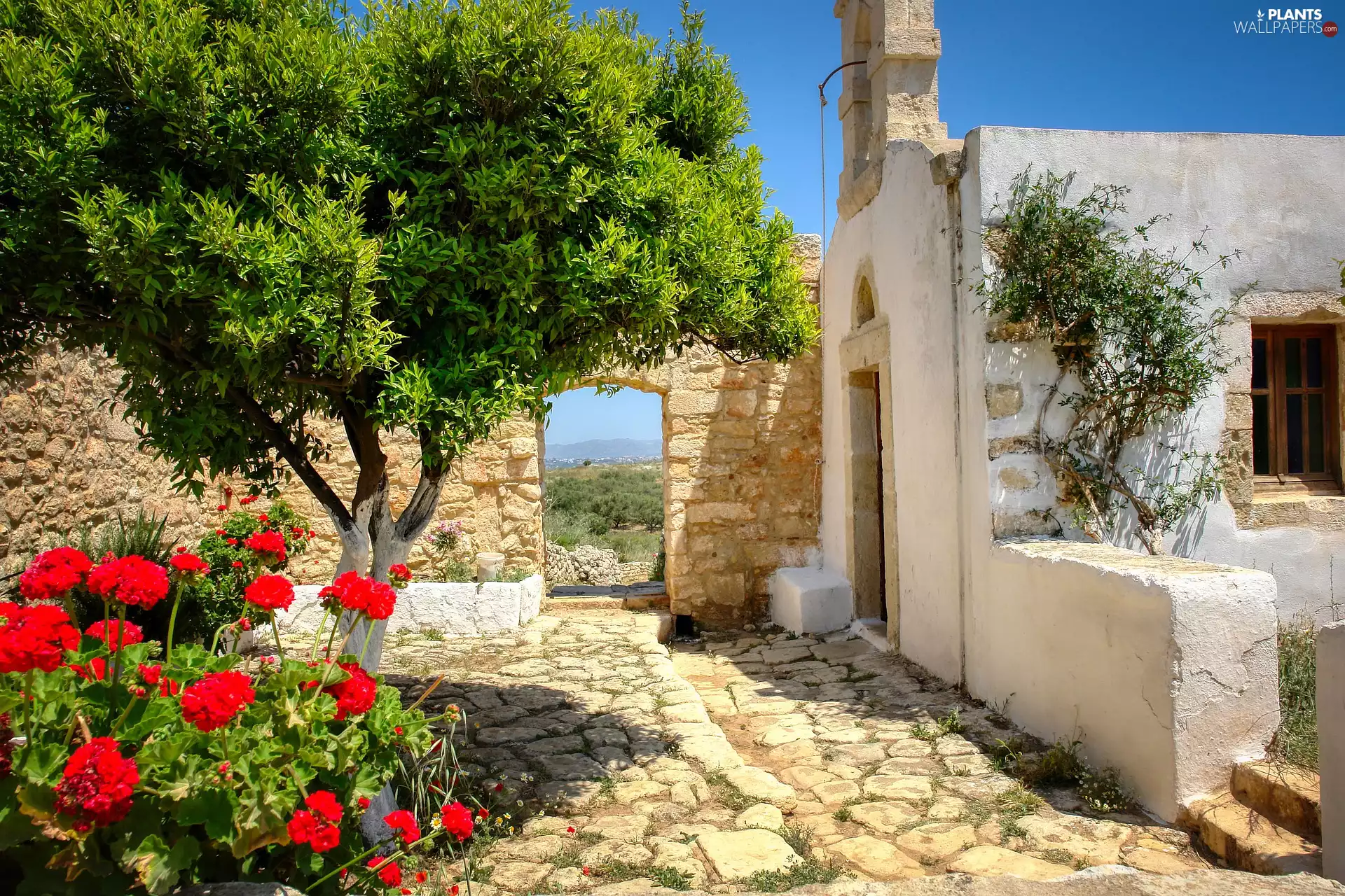 Gate, courtyard, Flowers, wall, house, trees, geraniums