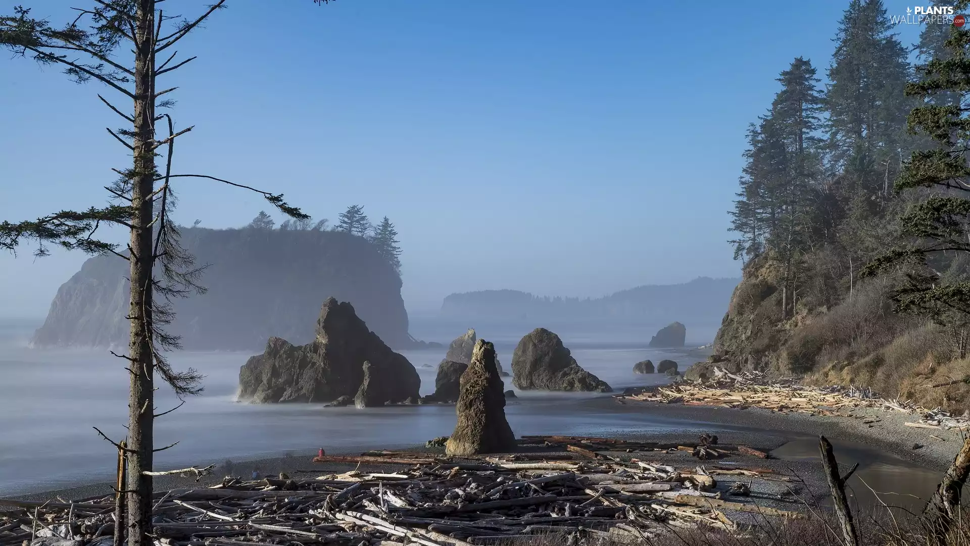 Olympic National Park, Ruby Beach, viewes, Coast, trees, Washington State, The United States, rocks