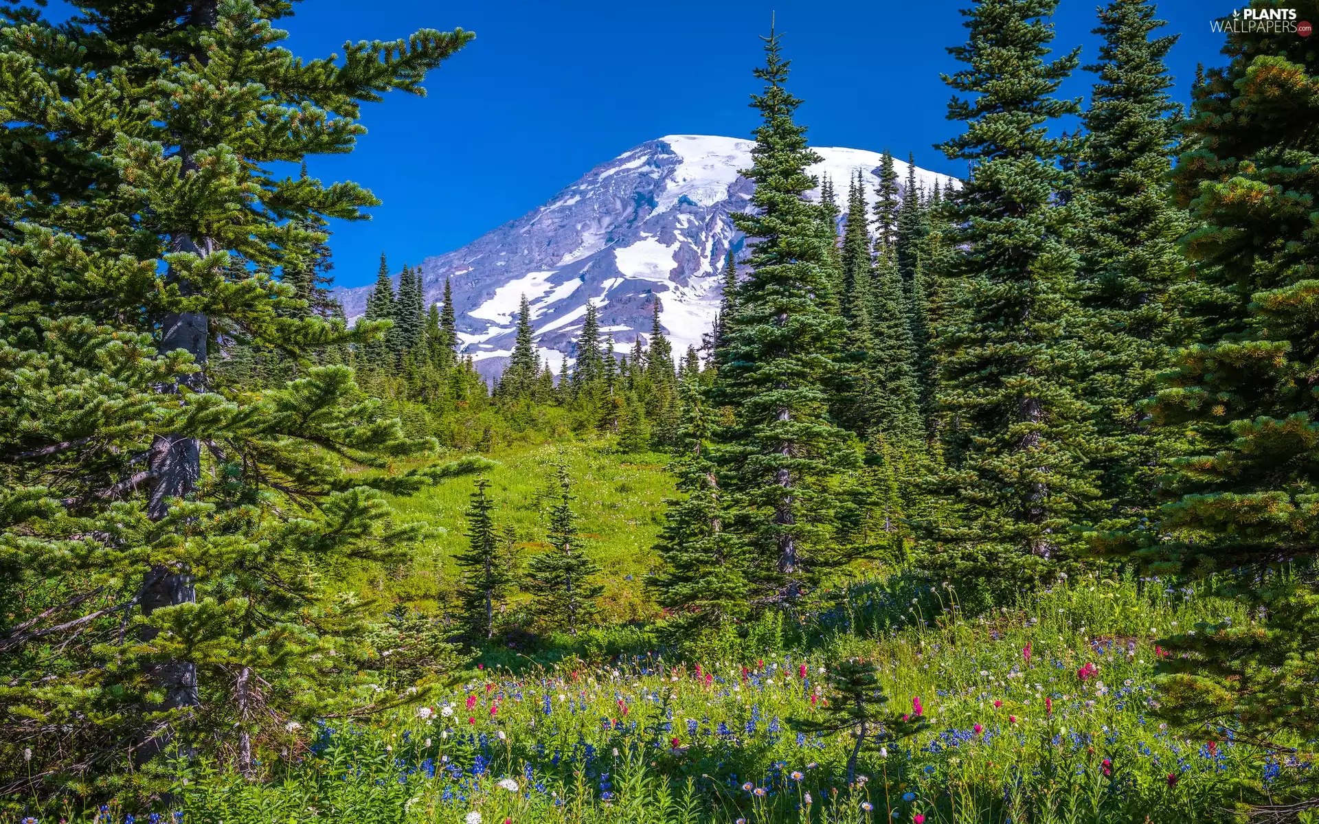 viewes, Stratovolcano Mount Rainier, Mountains, Washington State, Flowers, Meadow, Mount Rainier National Park, The United States, Spruces, trees