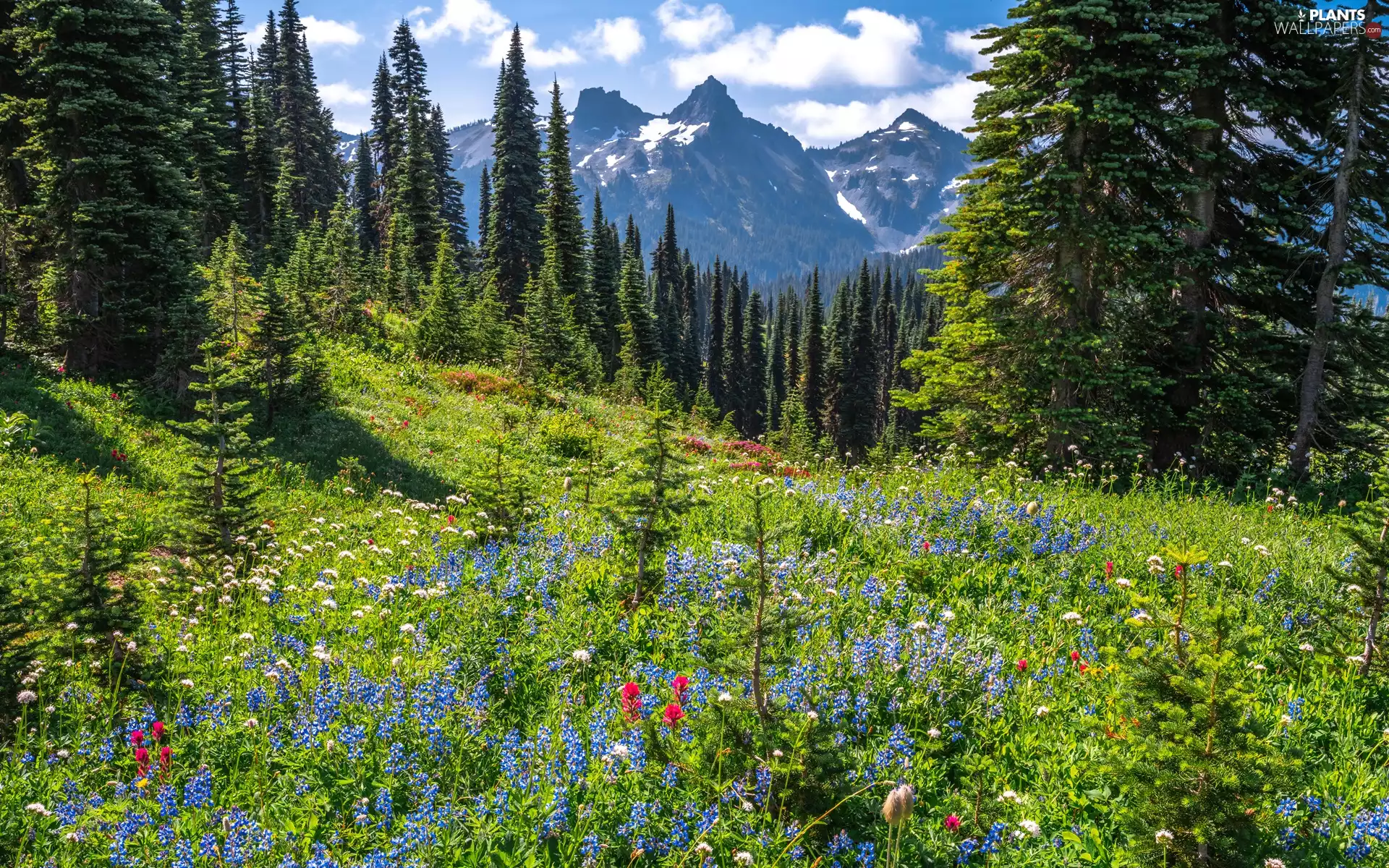 Mountains, Mount Rainier National Park, trees, viewes, Washington State, The United States, Flowers, clouds, Meadow
