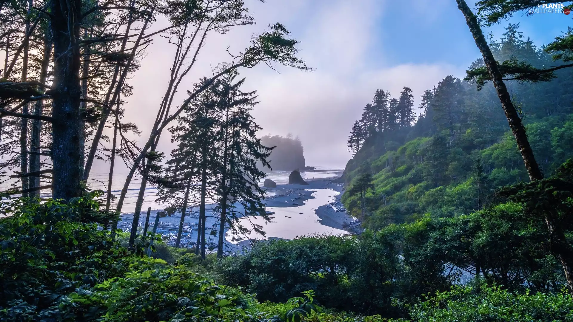 Olympic National Park, Beaches, viewes, Ruby Beach, trees, Washington State, The United States, rocks
