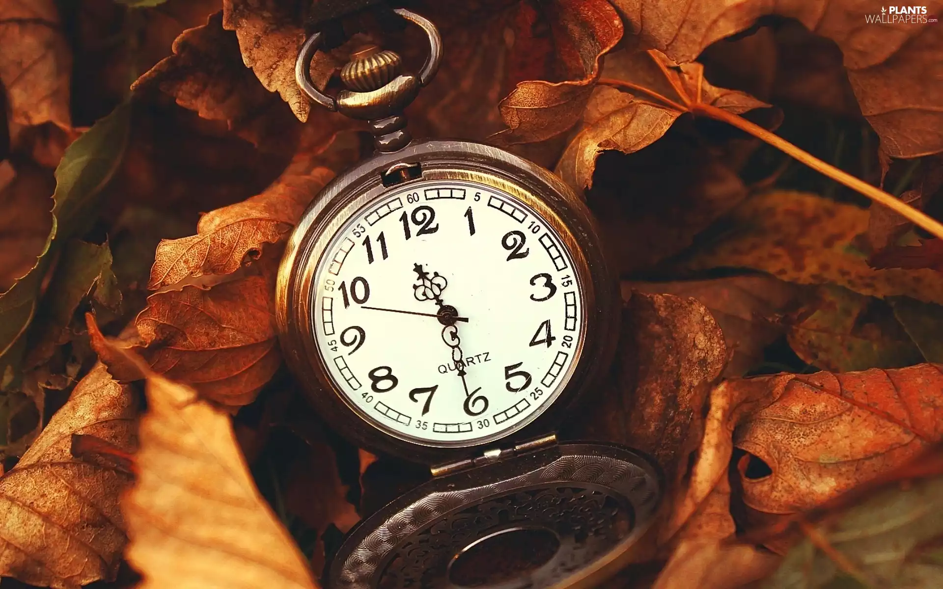 Watch, Leaf