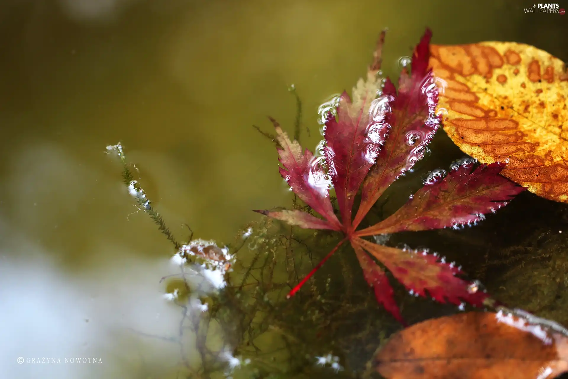 water, Leaf, an