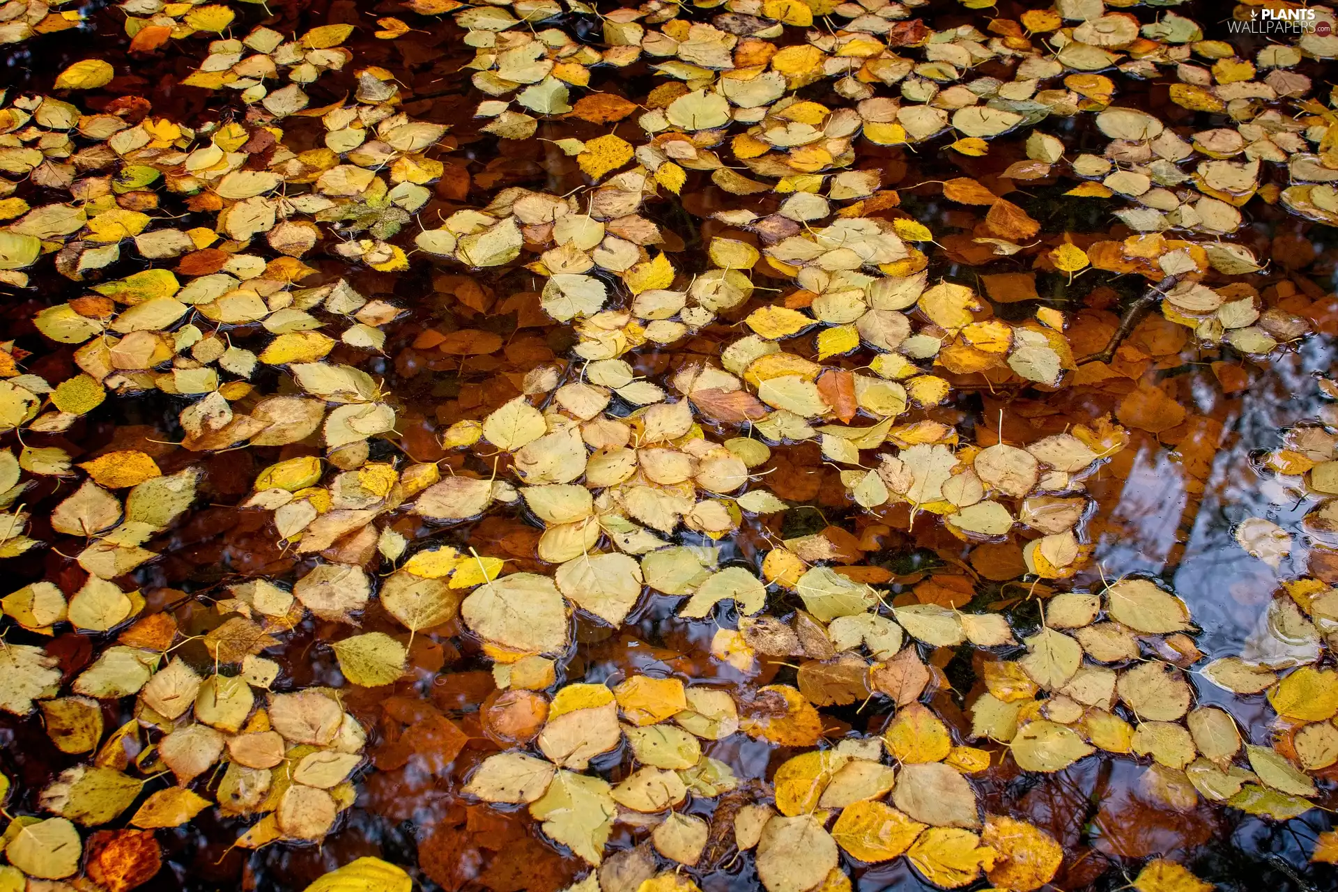 water, Leaf, Autumn