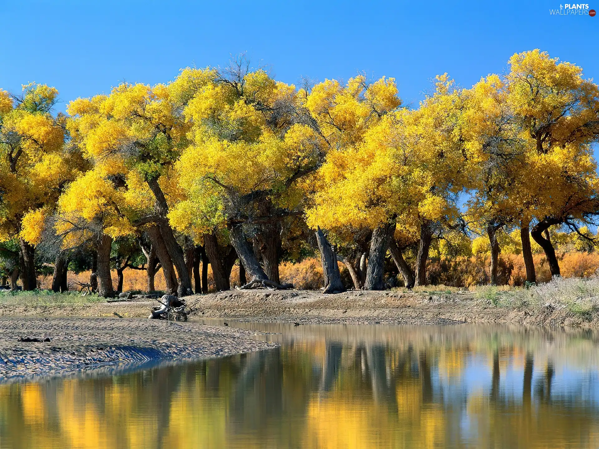 autumn, viewes, water, trees