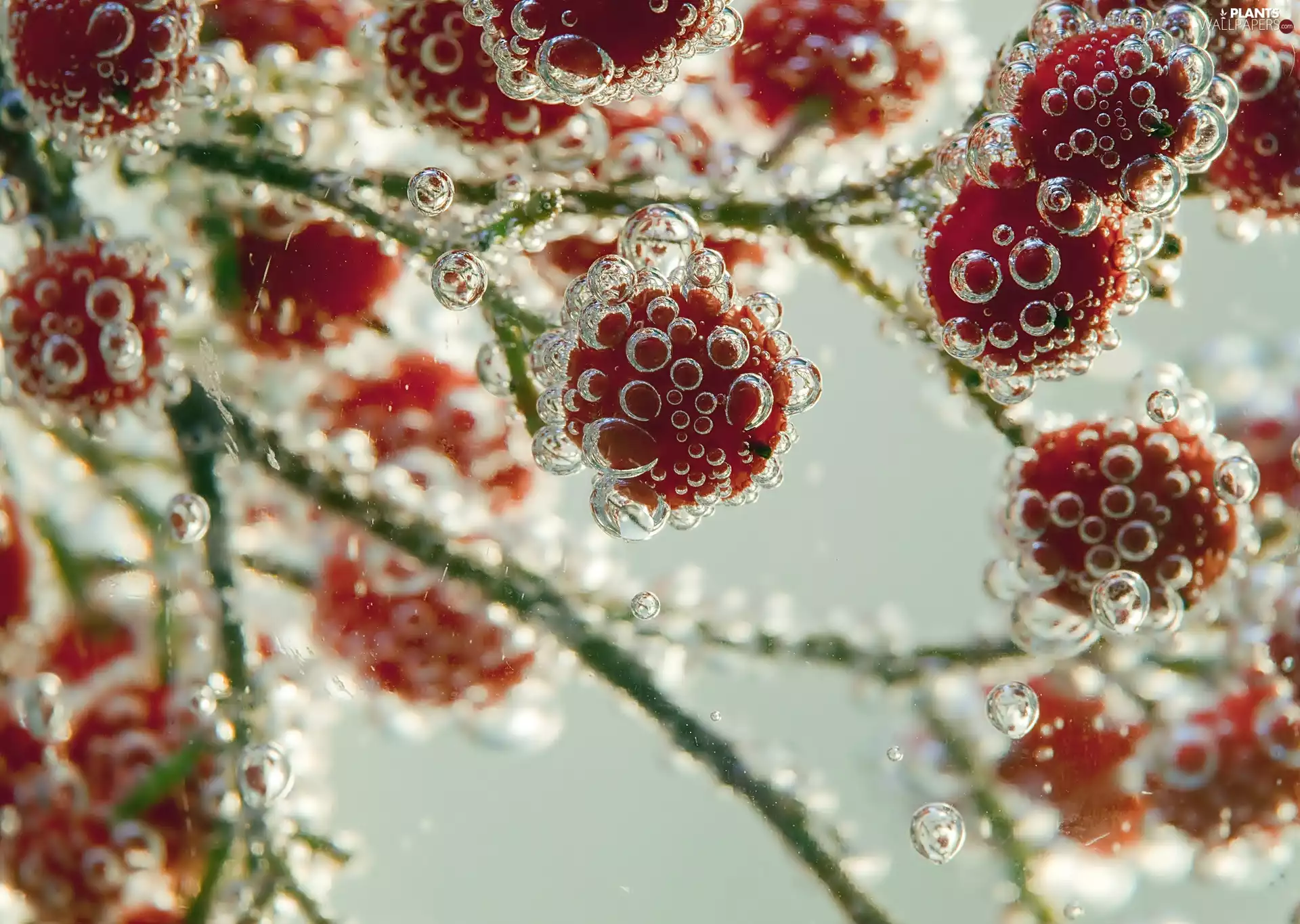 bubbles, water, blueberries, Viburnum, Red
