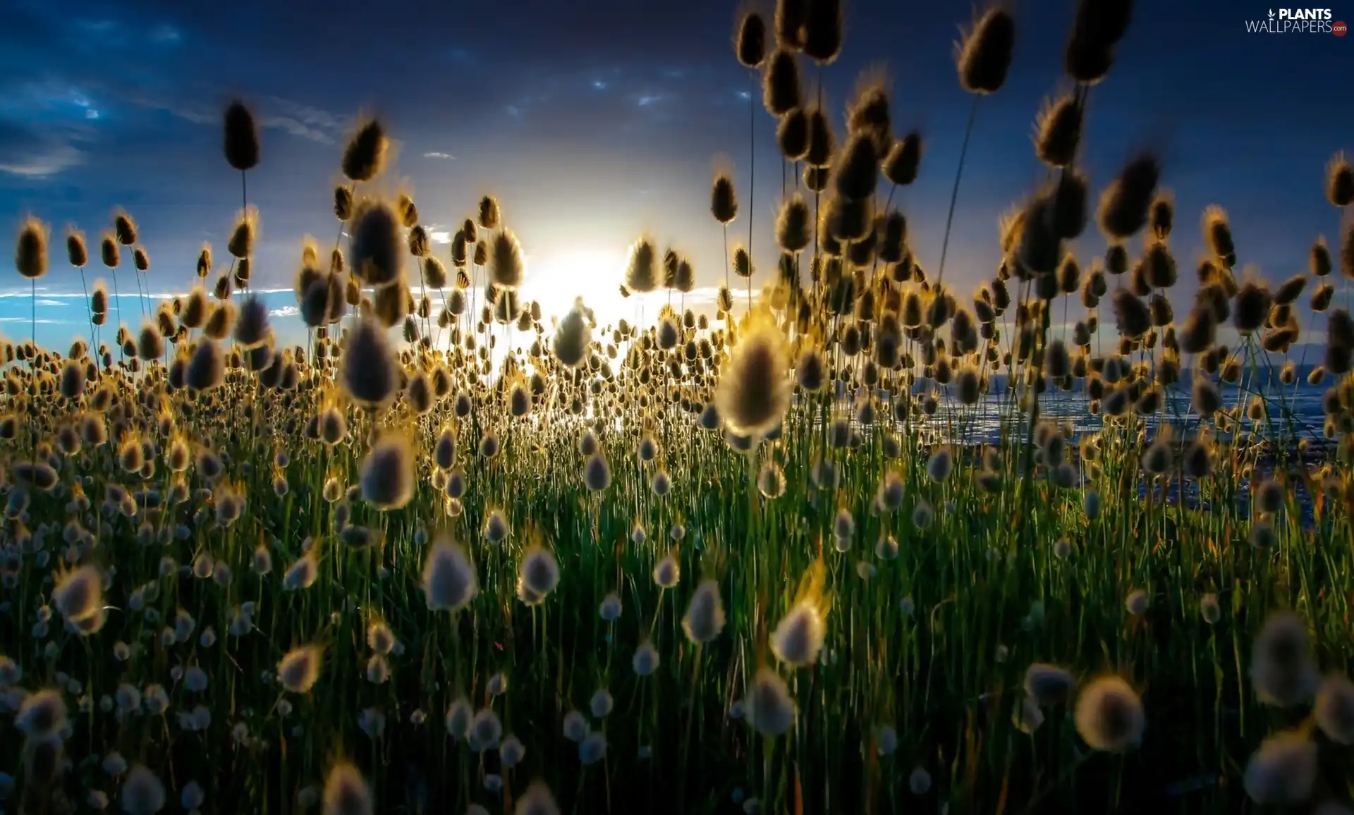 east, flourishing, water, Close, sun, grass