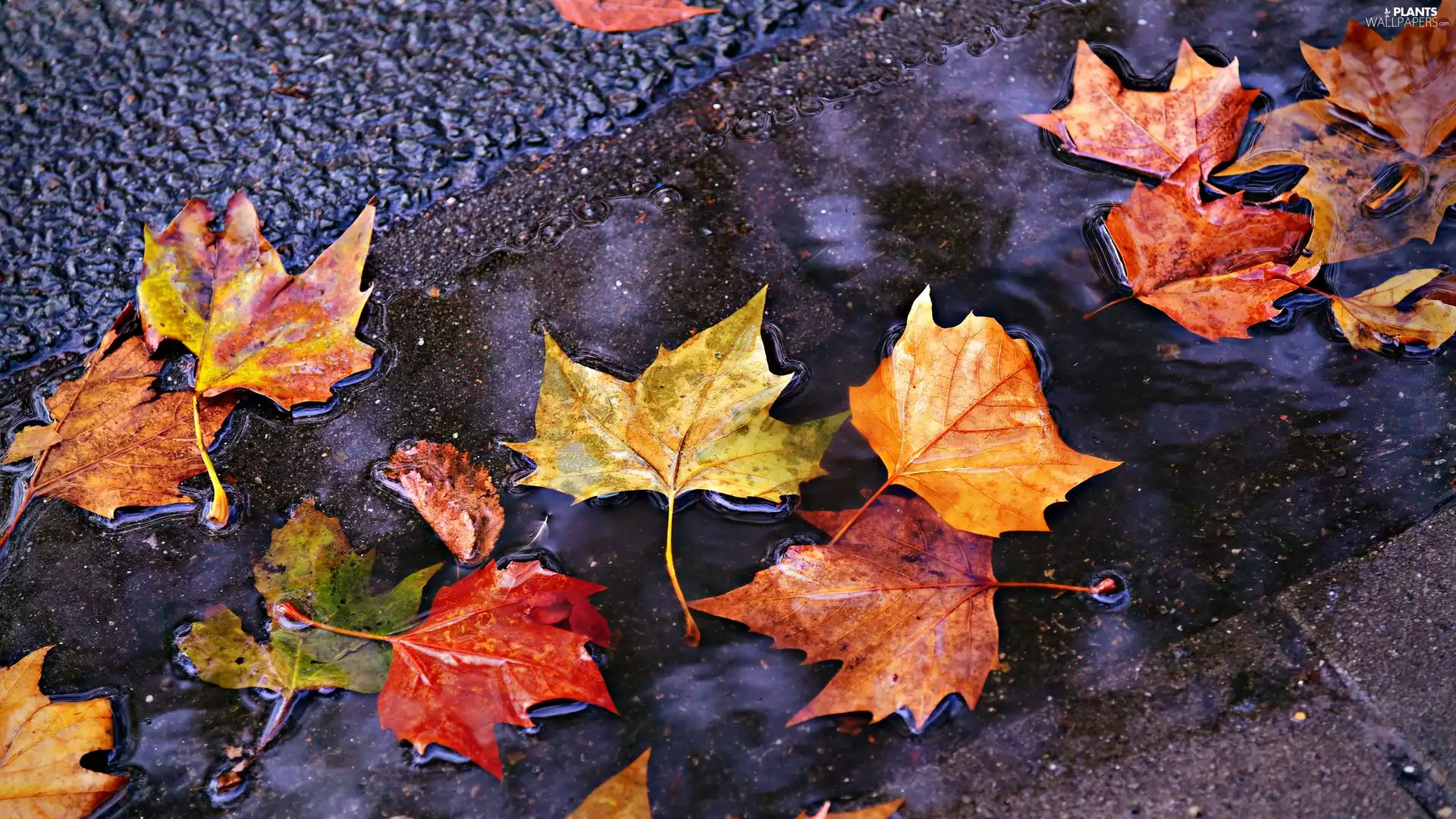 maple, water, color, Leaf, Autumn