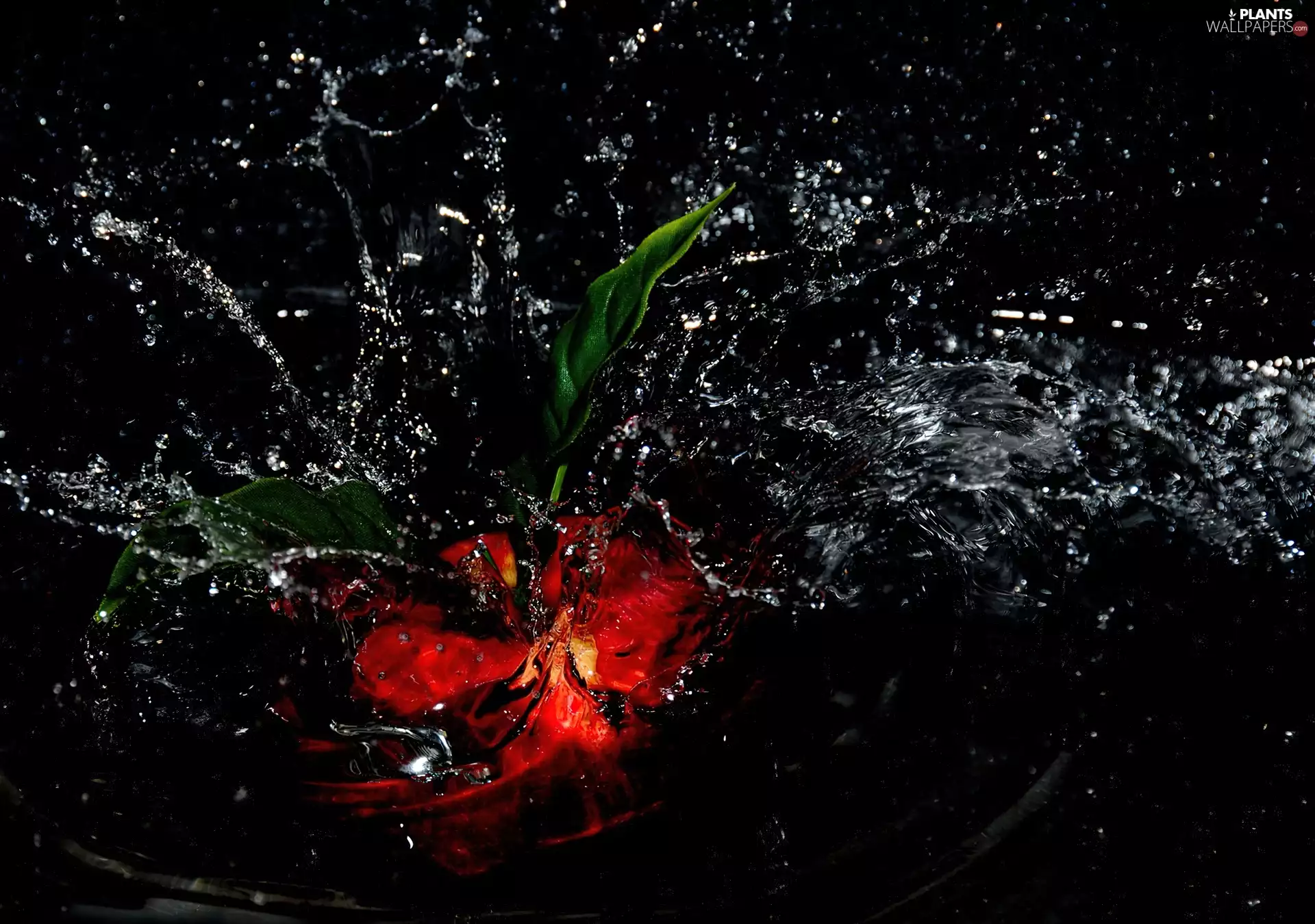 leaves, Red, Do, water, thrown, Colourfull Flowers