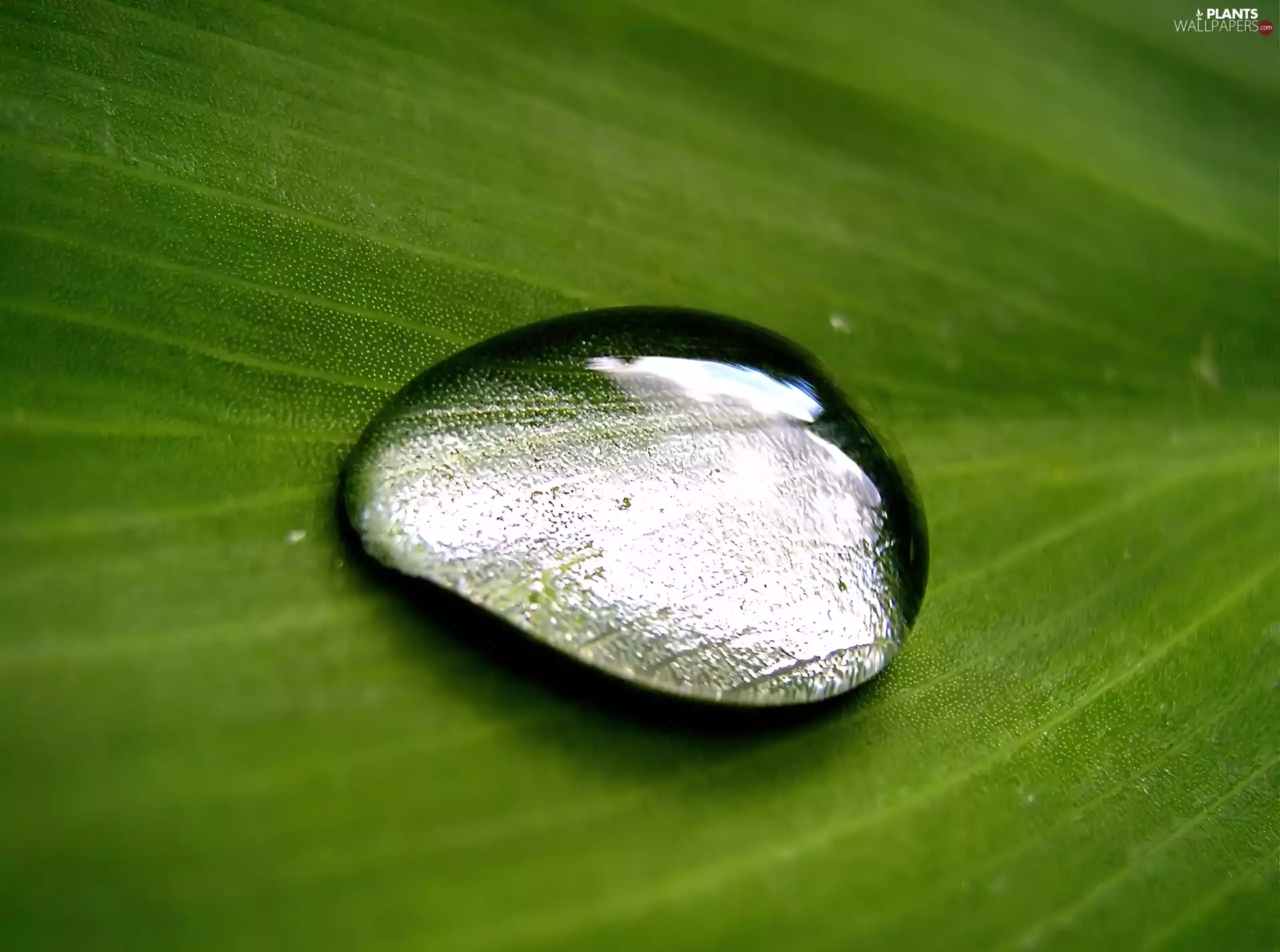 drop, leaf, Close, water
