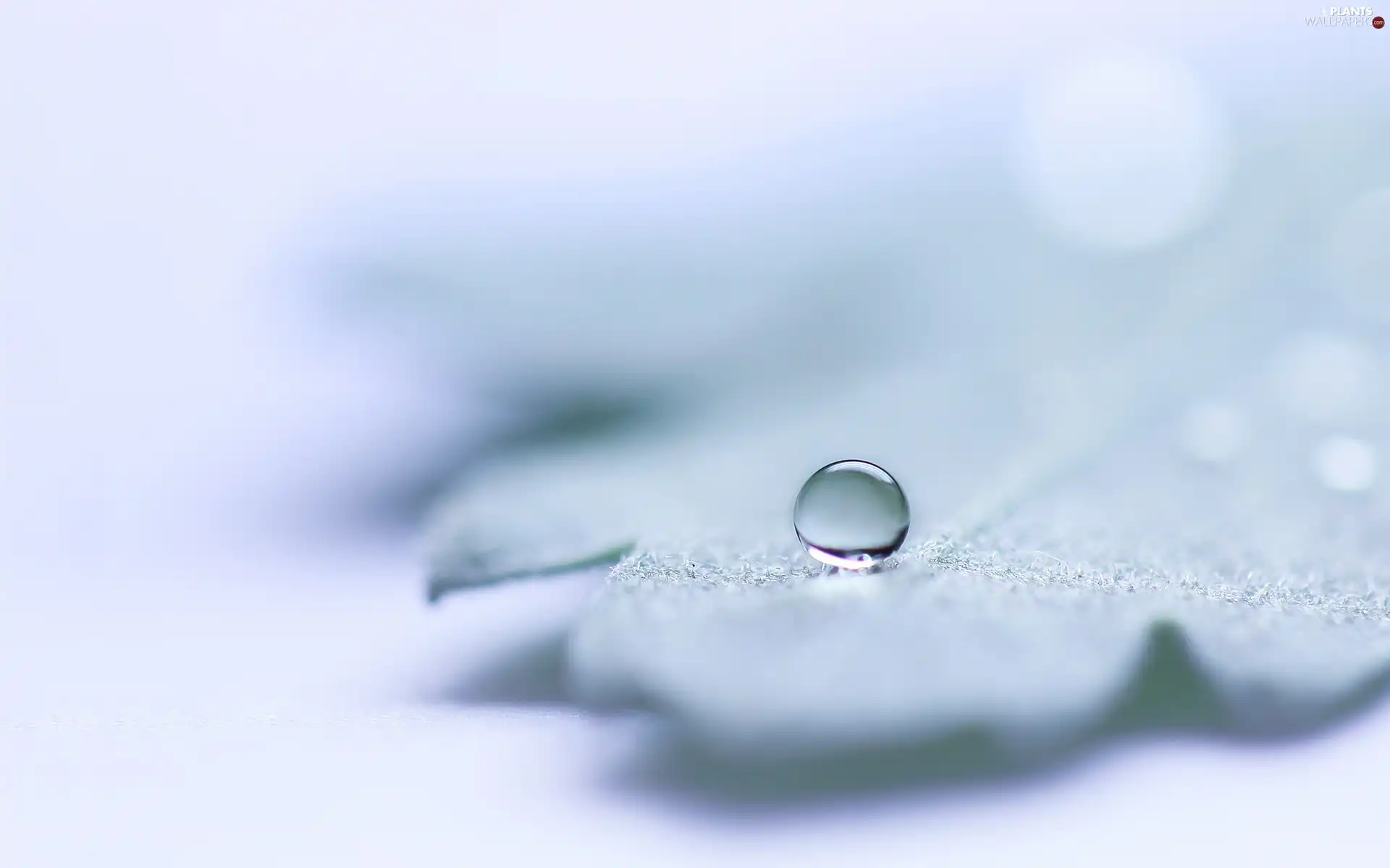 water, leaf, drop