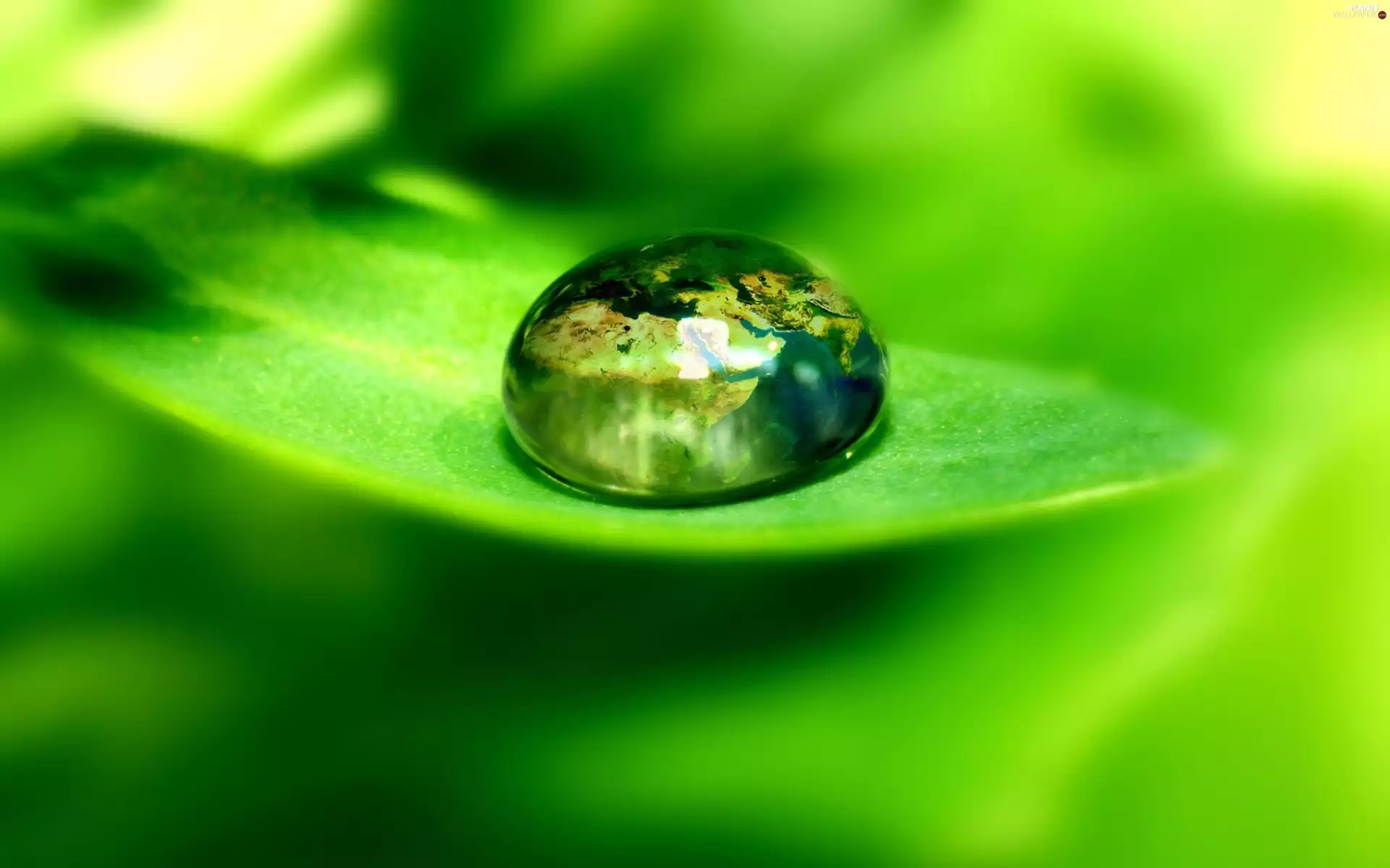 water, leaf, drop