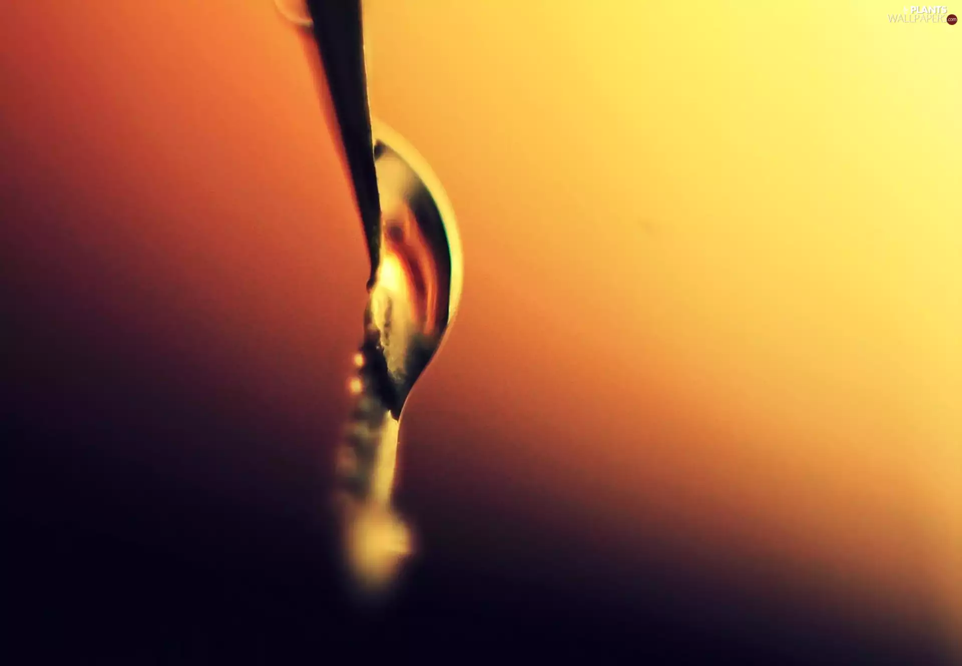 water, leaf, drop