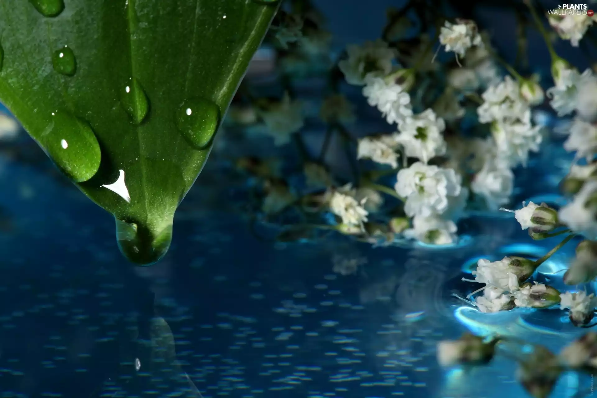 Flowers, water, drop, White, leaf