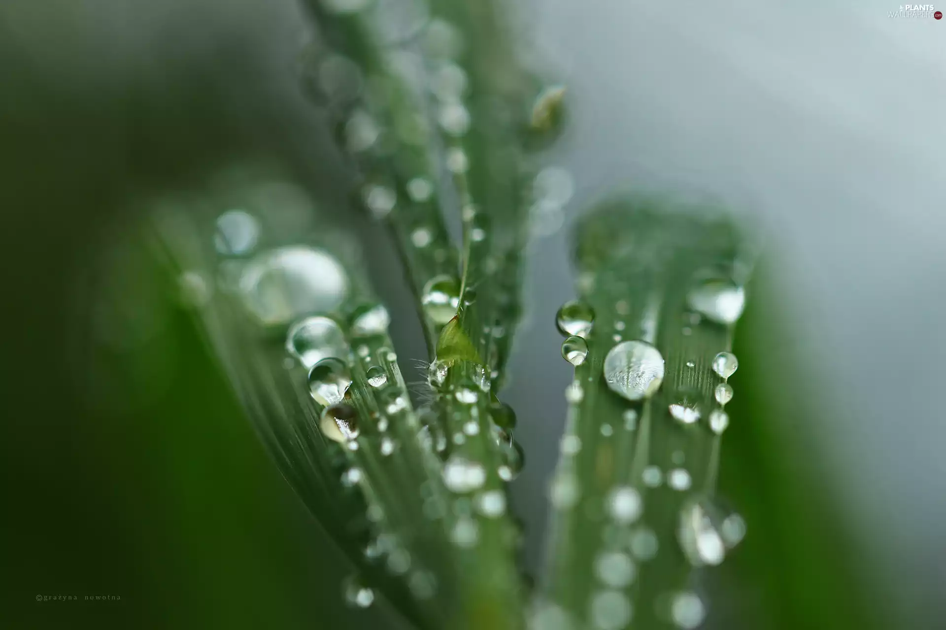 drops, grass, Close, water
