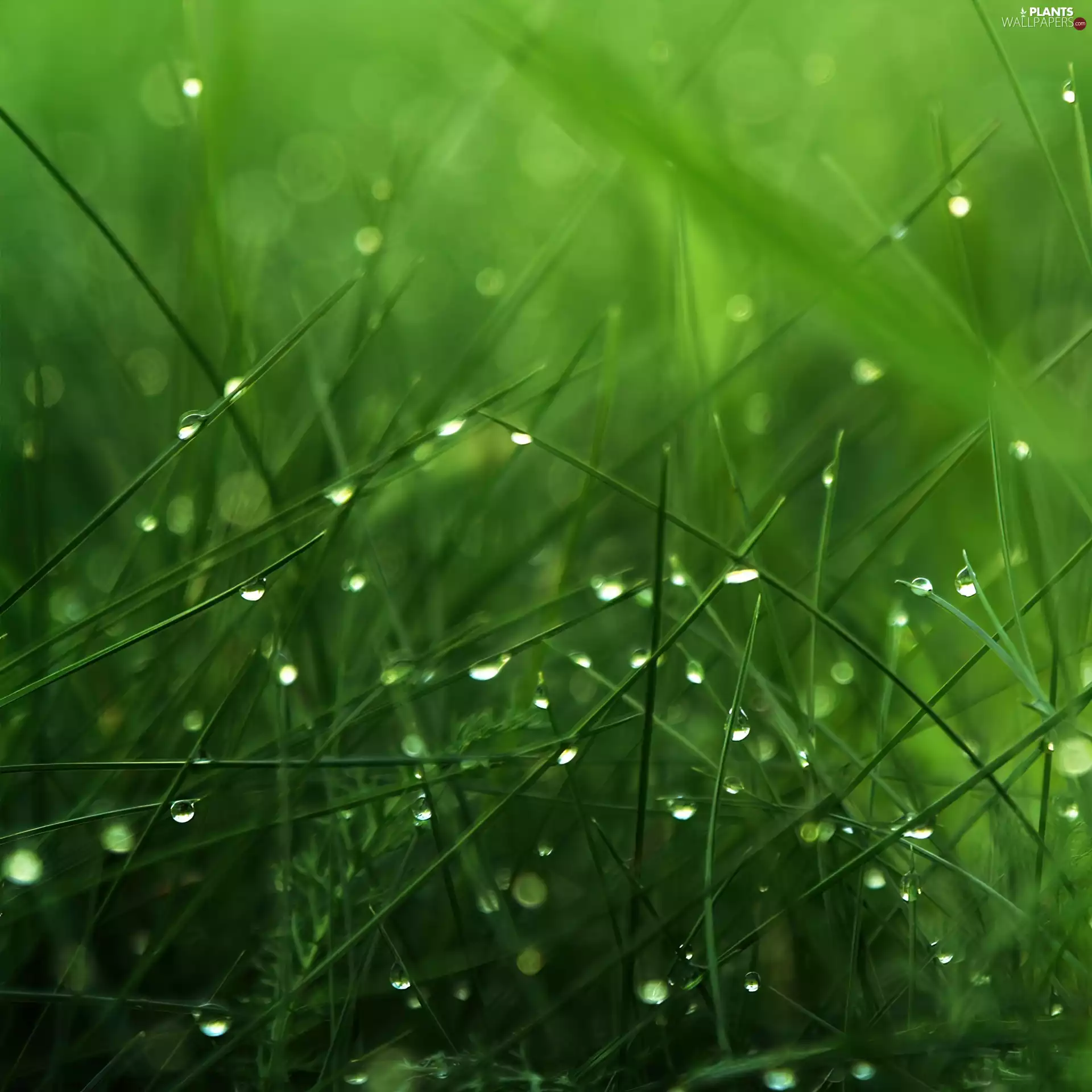 water, grass, drops