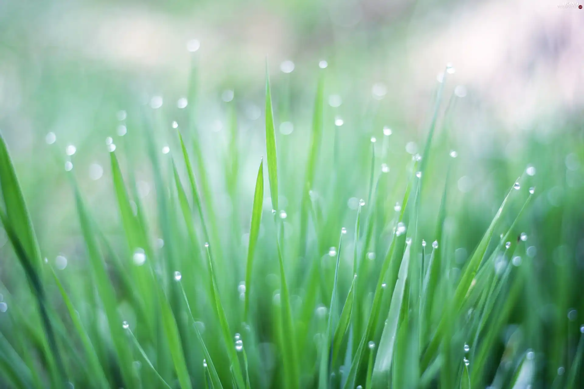 water, grass, drops