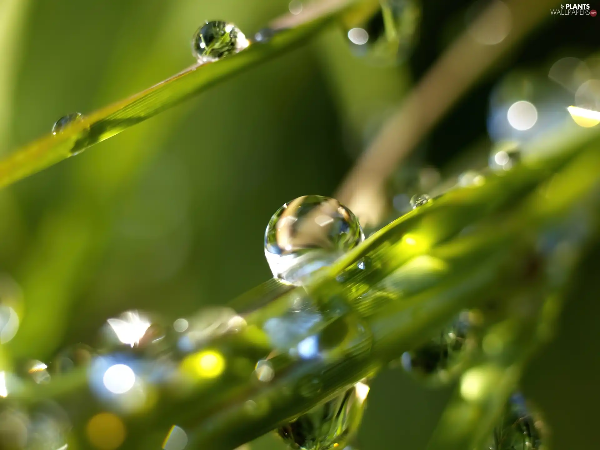 water, grass, drops