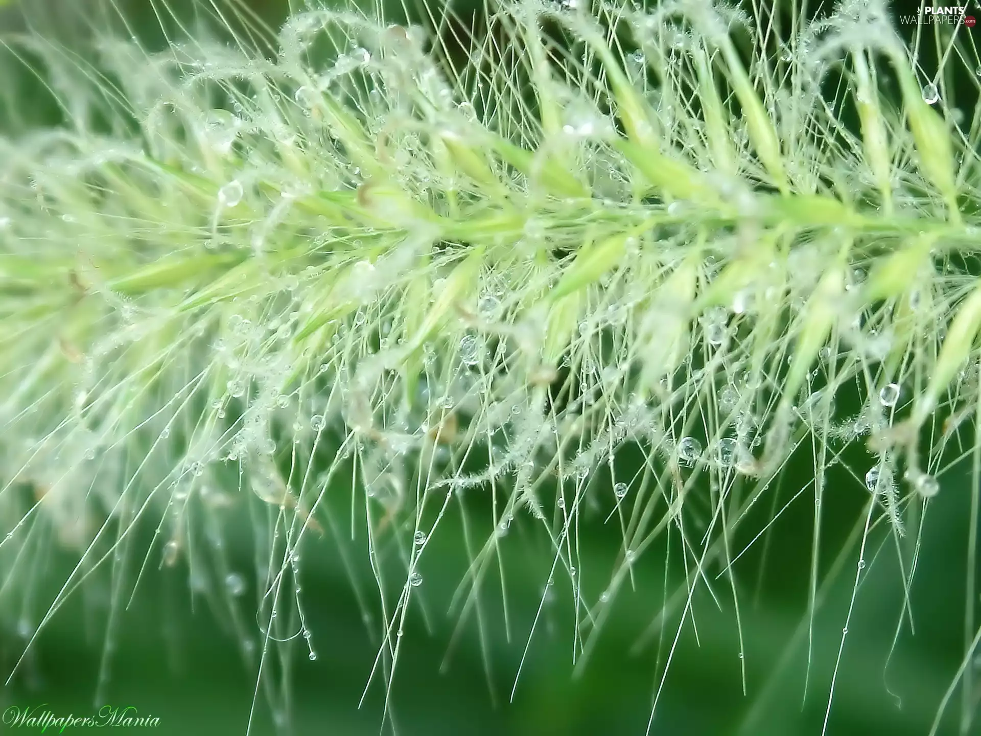 water, grass, drops
