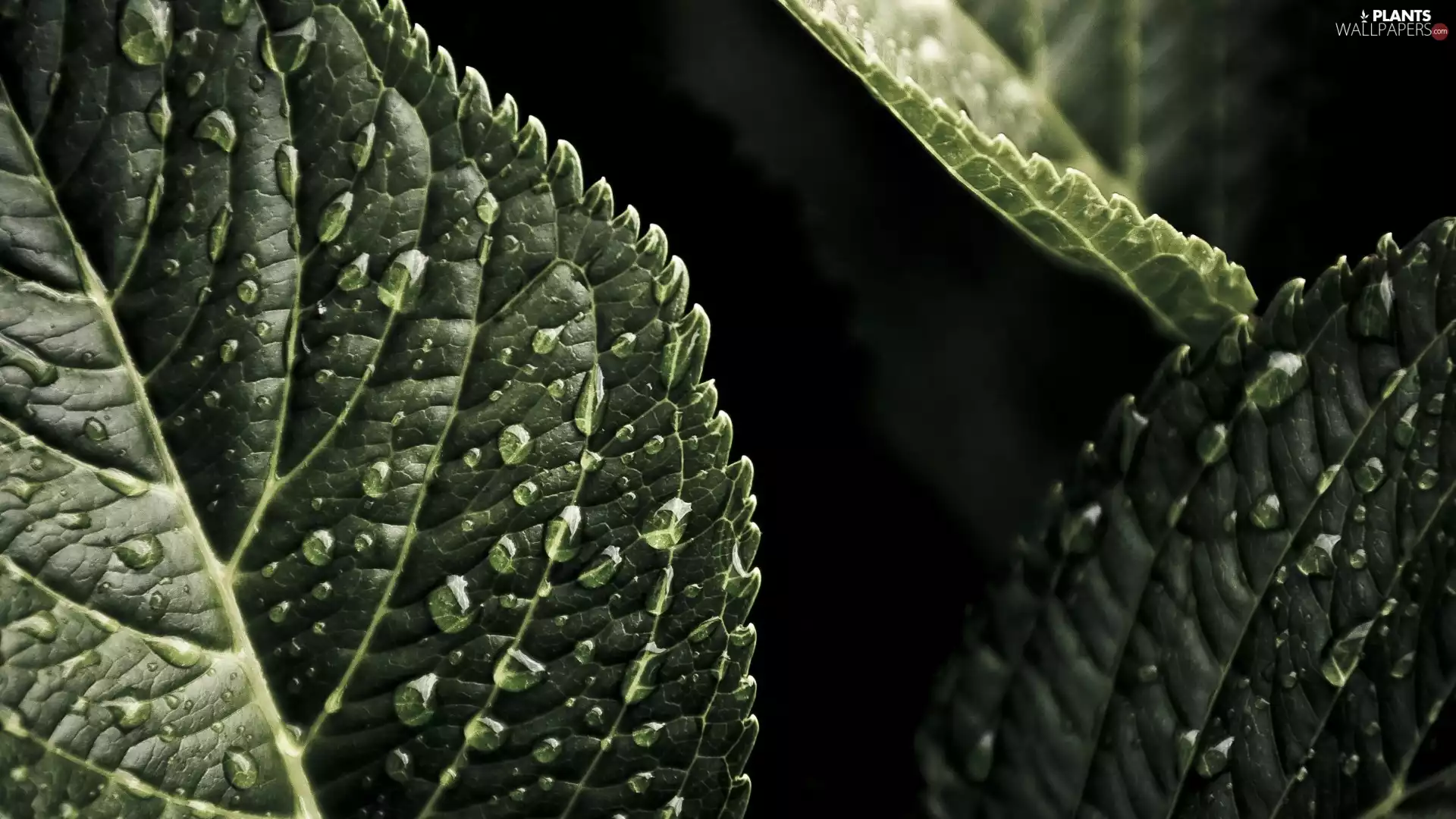 water, Leaf, drops