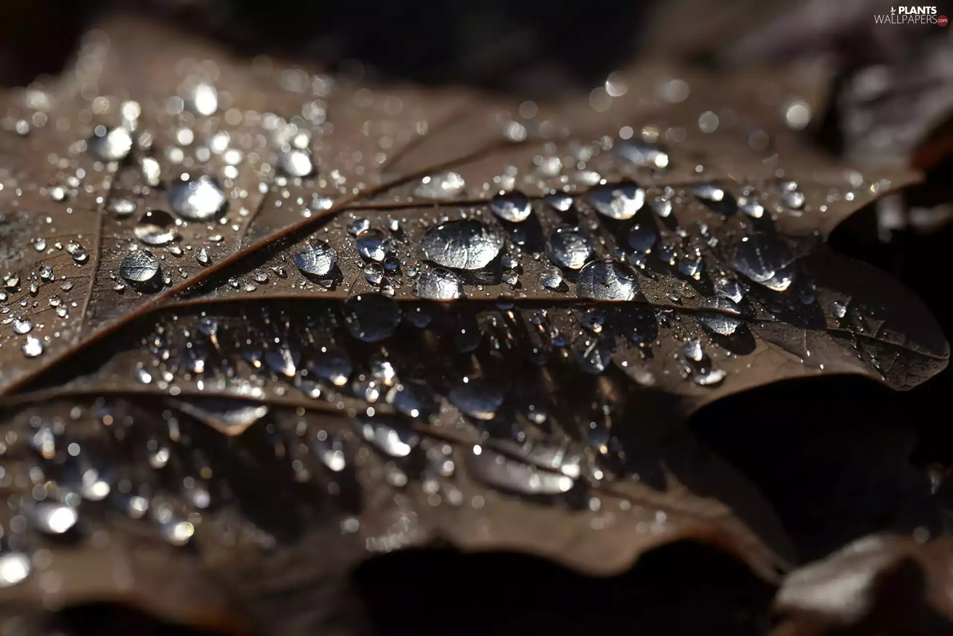water, Leaf, drops