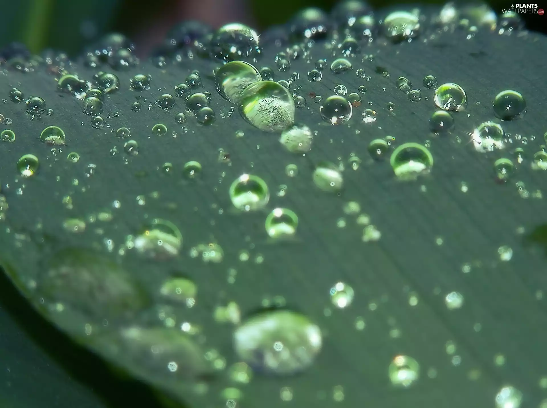 water, leaf, drops