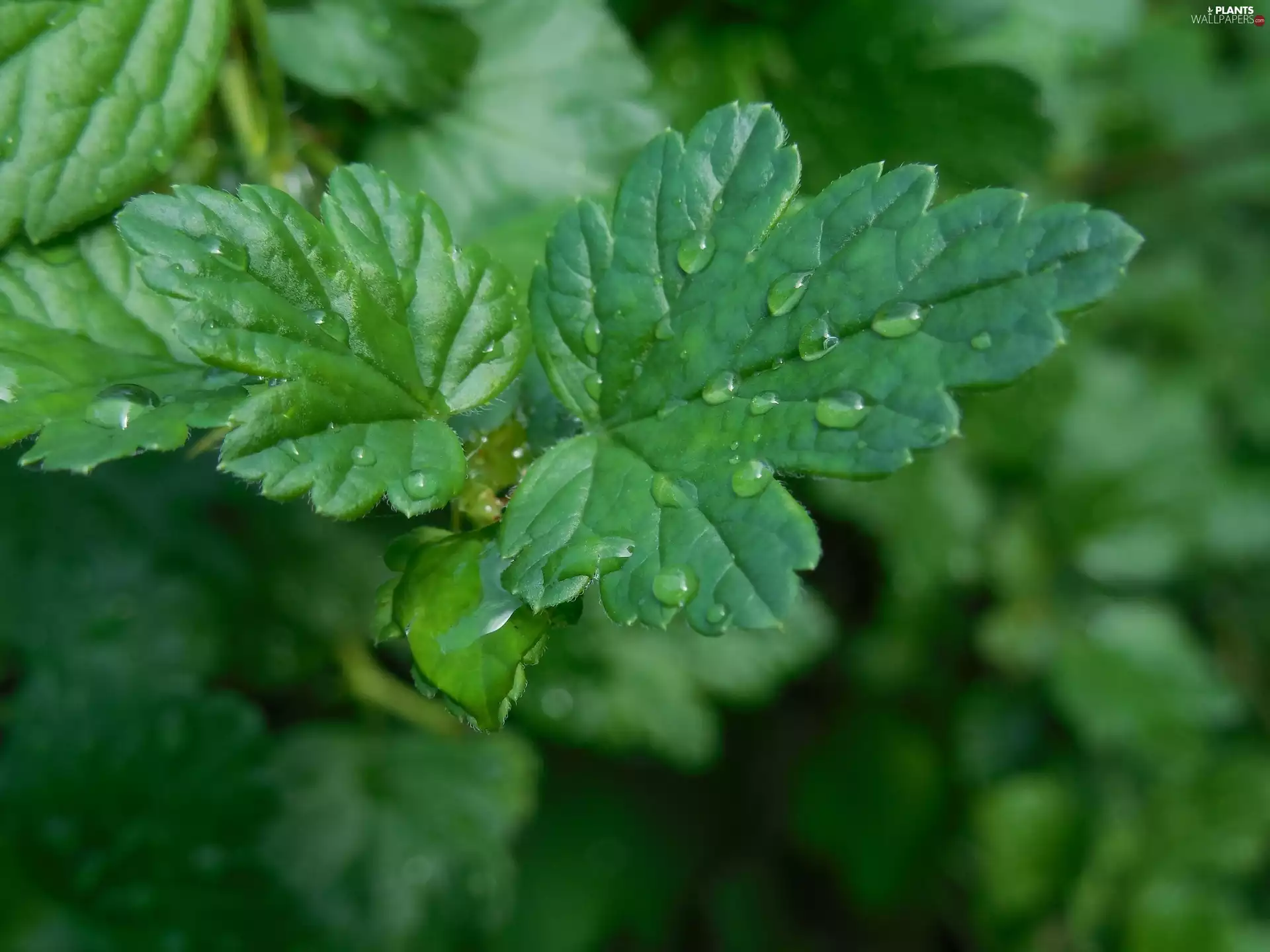 water, Leaf, drops