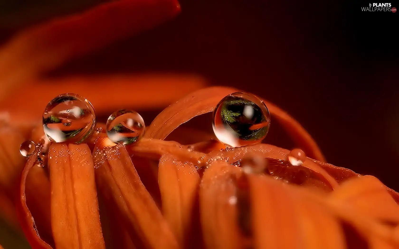 water, Leaf, drops