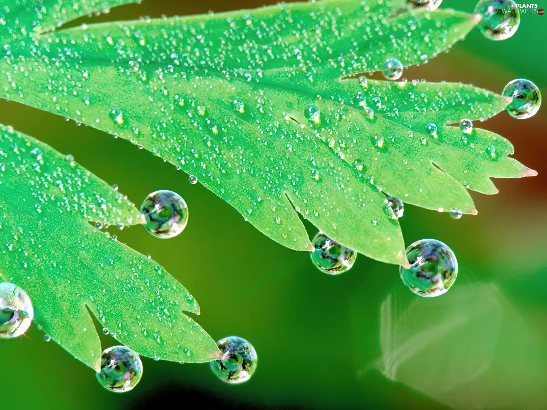 water, leaf, drops