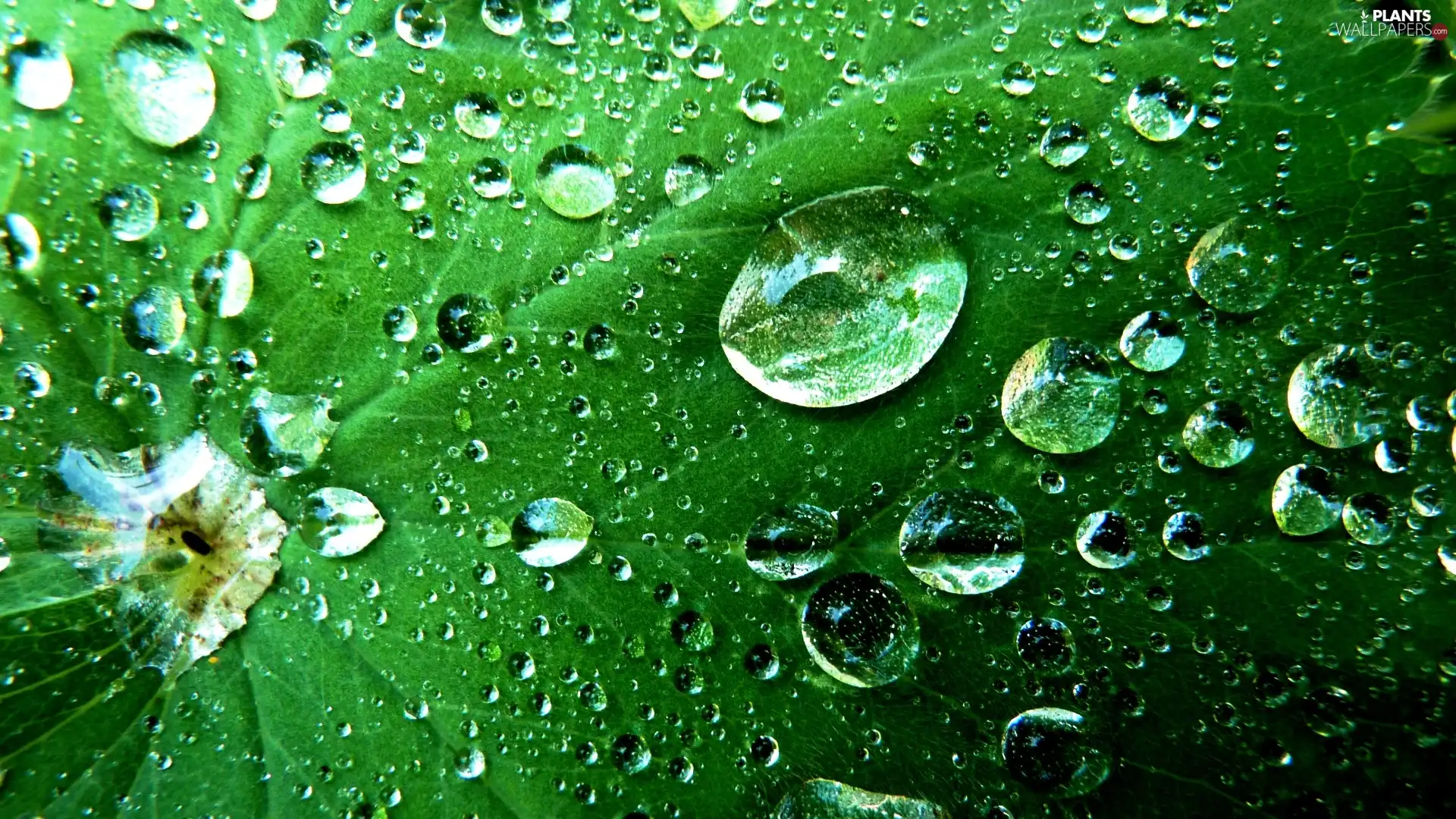 water, leaf, drops