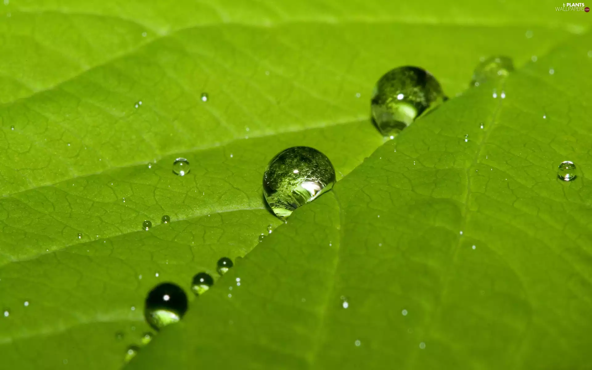 water, leaf, drops