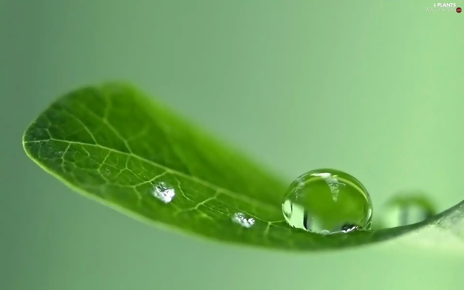 water, leaf, drops