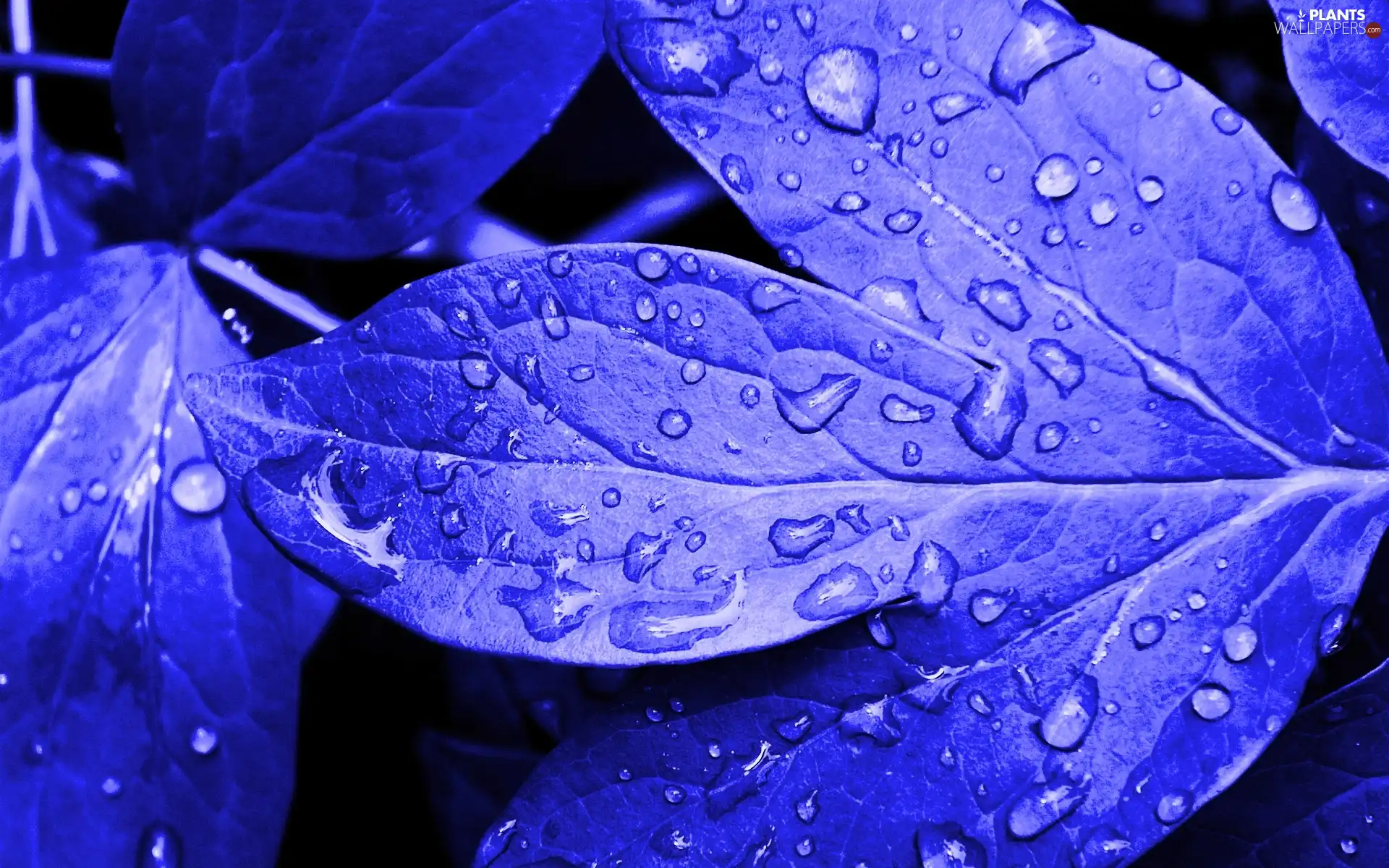 water, leaf, drops