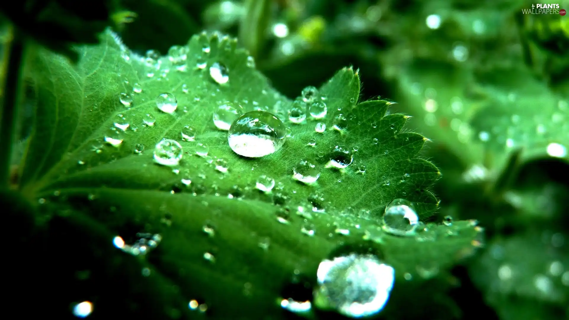 water, leaf, drops