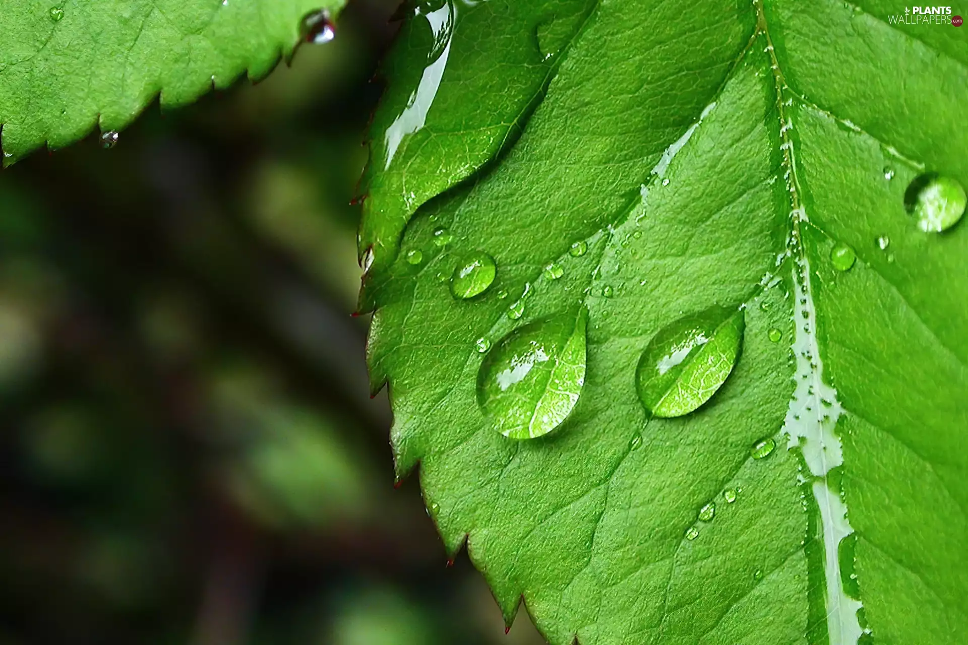 water, Leaf, drops